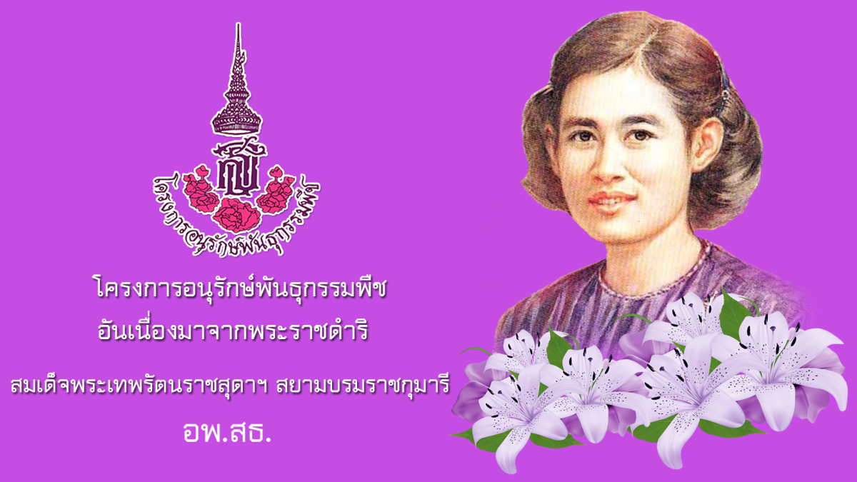 ส.ป.ก.เพชรบูรณ์ จัดฝึกอบรมเชิงปฏิบัติการโครงการอนุรักษ์พันธุกรรมพืชอันเนื่องมาจากพระราชดำริ สมเด็จพระเทพรัตนราชสุดาฯ สยามบรมราชกุมารี สำนักงานการปฏิรูปที่ดินเพื่อเกษตรกรรม (อพ.สธ. - ส.ป.ก.) ปีงบประมาณ พ.ศ.๒๕๖๘ (ข่าวแชร์)