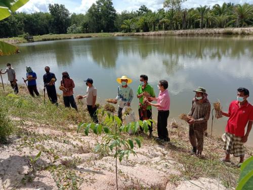 สำนักงานการปฏิรูปที่ดินจังหวัดพัทลุงร่วมกับแกนนำเกษตรกรบ้านเหมืองตะกั่ว ปลูกหญ้าแฝก ภายใต้โครงการส่งเสริมการดำเนินงาน อันเนื่องมาจากพระราชดำริ