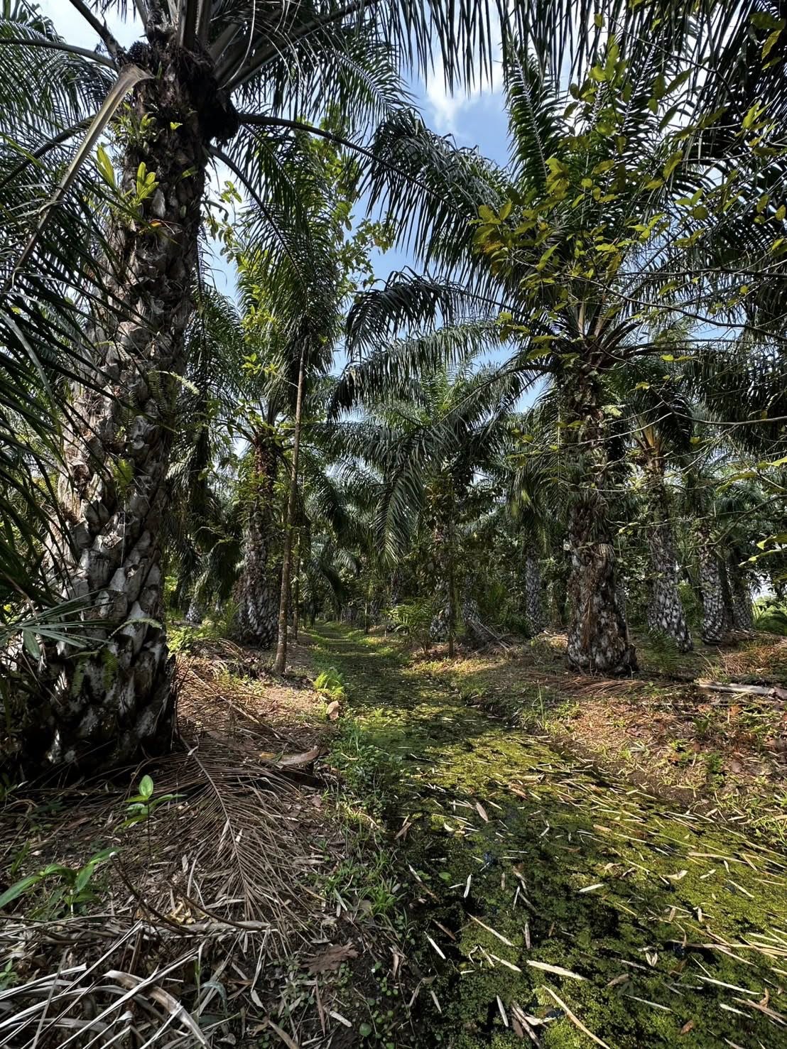 title - นายจักรพงศ์ วรเสฏฐ์ฐากูร นายช่างสำรวจอาวุโส และผู้ช่วยตำแหน่งนิติกร ดำเนินการตรวจสอบที่ดินแปลงที่ดินเกี่ยวกับการทำประโยชน์ พร้อมสอบแปลงที่ดินข้างเคียง กรณีการถือครองและทำประโยชน์ในที่ดินของเกษตรกรอื่นโดยไม่ได้รับอนุญาต ข้อ 62 