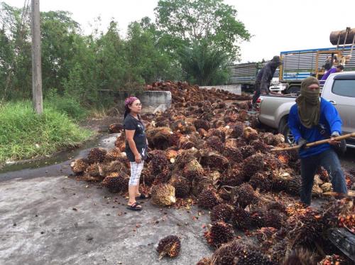 สหกรณ์การเกษตรปฏิรูปที่ดินหนองเสือ จำกัด ดำเนินการซื้อปาล์มจากสมาชิกสหกรณ์และเกษตรกรรายอื่น ณ ลานรับซื้อคลองเก้า ตำบลบึงชำอ้อ อำเภอหนองเสือ จังหวัดปทุมธานี