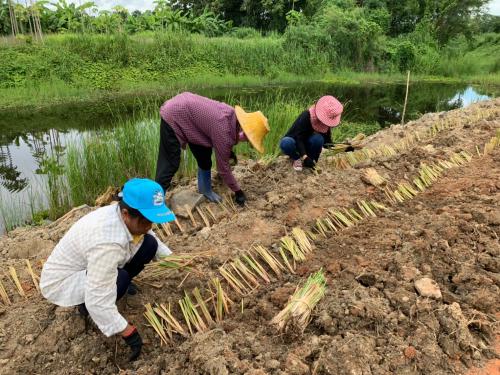 ส.ป.ก.เพชรบุรี ดำเนินการปลุกหญ้าแฝก ตามโครงการพัฒนาและรณรงค์การใช้หญ้าแฝกฯ ประจำปีงบประมาณ 2562