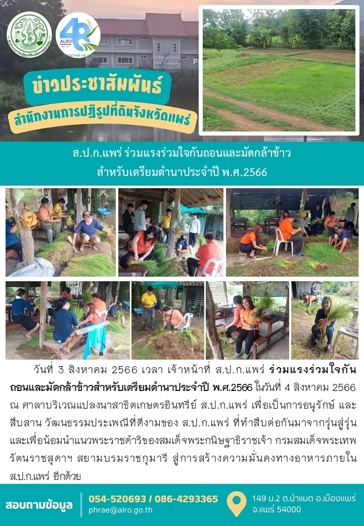 ส.ป.ก.แพร่ ร่วมแรงร่วมใจกันถอนและมัดกล้าข้าว สำหรับเตรียมดำนาประจำปี พ.ศ.2566