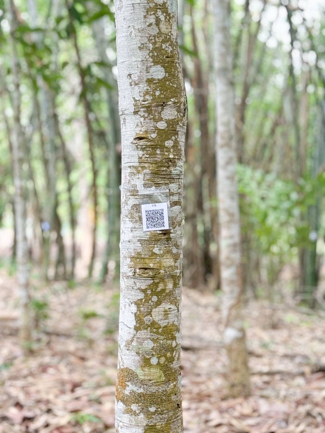 title - ศทส. จัดทำฐานข้อมูลลักษณะจำเพาะของต้นไม้ที่นำไปใช้ในการประเมินมูลค่าต้นไม้ในเขตปฏิรูปที่ดิน ร่วมกับสำนักพัฒนาและถ่ายทอดเทคโนโลยี (สพท.)