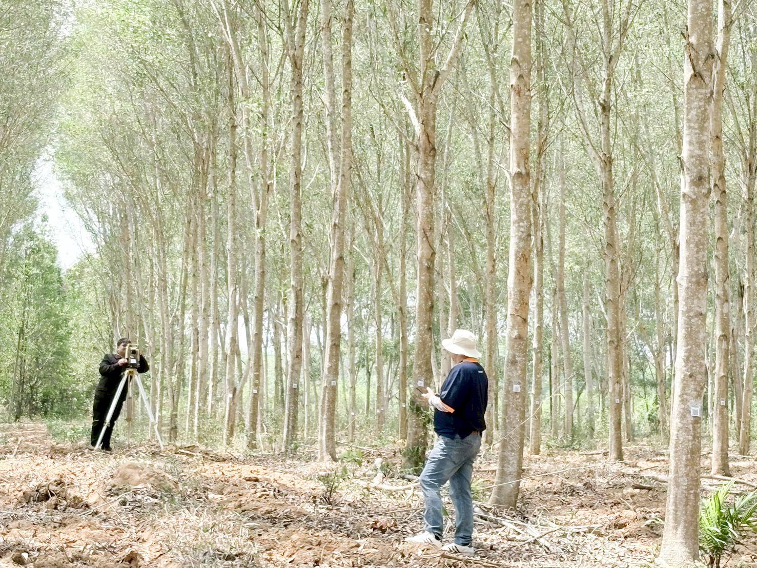 title - ศทส. จัดทำฐานข้อมูลลักษณะจำเพาะของต้นไม้ที่นำไปใช้ในการประเมินมูลค่าต้นไม้ในเขตปฏิรูปที่ดิน ร่วมกับสำนักพัฒนาและถ่ายทอดเทคโนโลยี (สพท.)