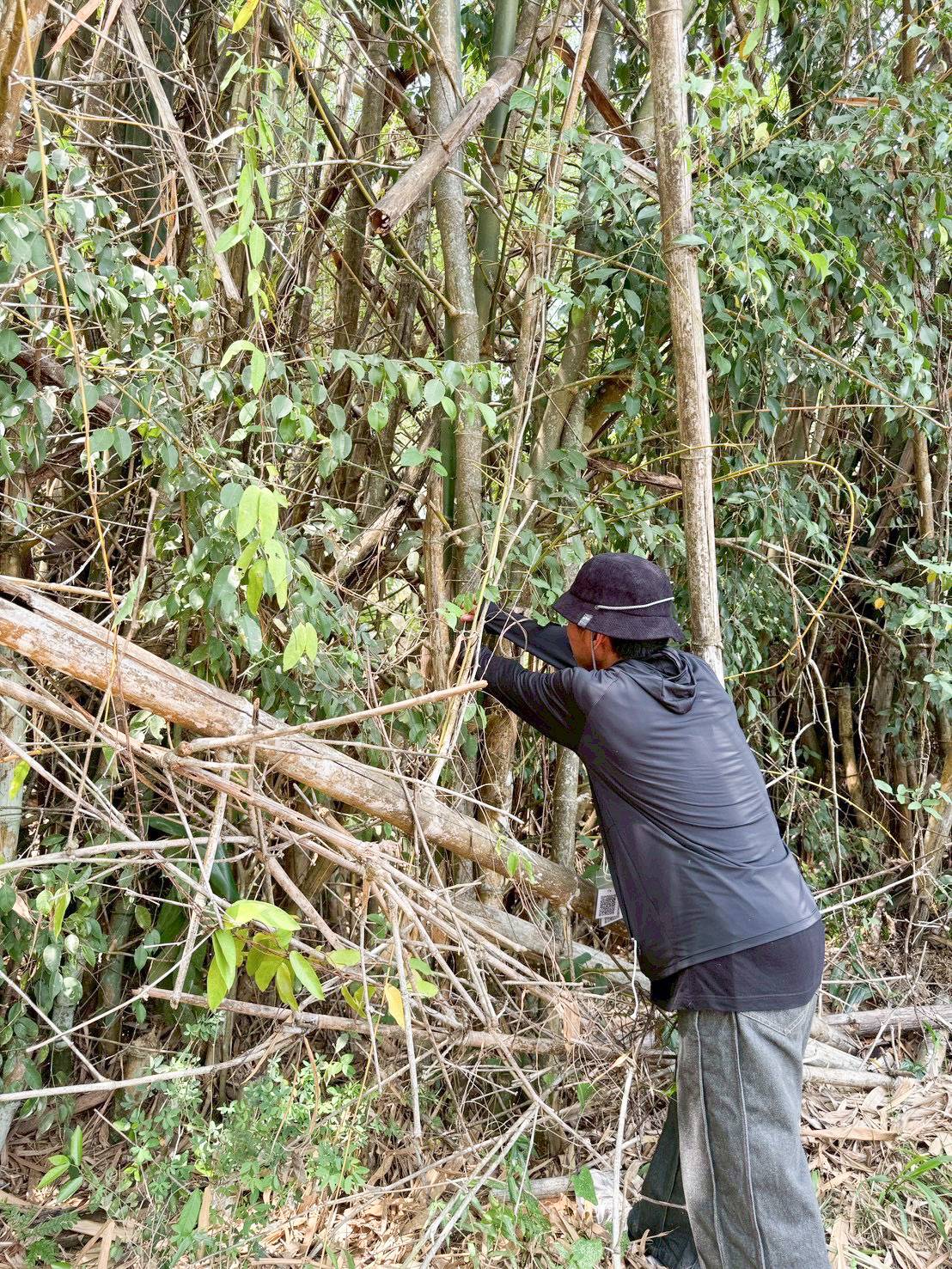 title - ศทส. จัดทำฐานข้อมูลลักษณะจำเพาะของต้นไม้ที่นำไปใช้ในการประเมินมูลค่าต้นไม้ในเขตปฏิรูปที่ดิน ร่วมกับสำนักพัฒนาและถ่ายทอดเทคโนโลยี (สพท.)