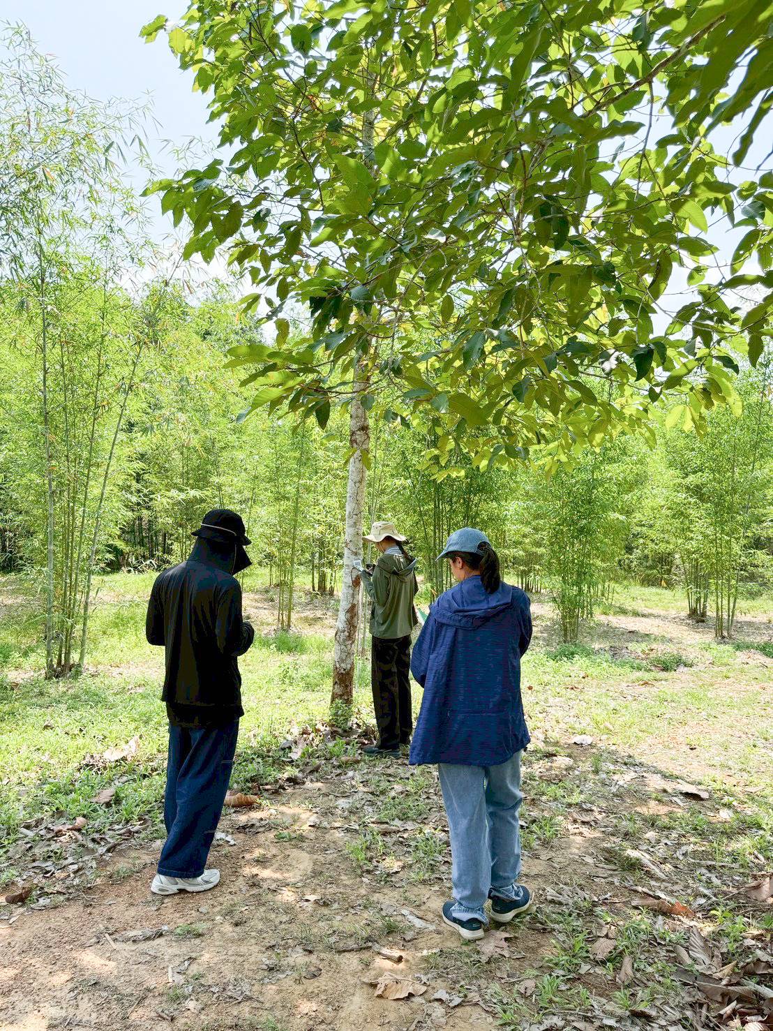 title - ศทส. จัดทำฐานข้อมูลลักษณะจำเพาะของต้นไม้ที่นำไปใช้ในการประเมินมูลค่าต้นไม้ในเขตปฏิรูปที่ดิน ร่วมกับสำนักพัฒนาและถ่ายทอดเทคโนโลยี (สพท.)