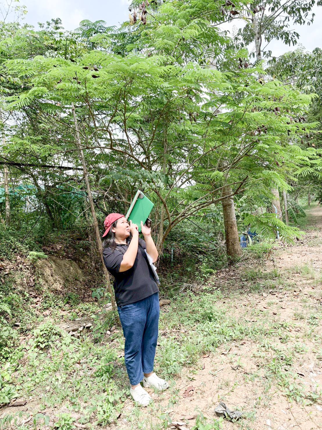 title - ศทส. จัดทำฐานข้อมูลลักษณะจำเพาะของต้นไม้ที่นำไปใช้ในการประเมินมูลค่าต้นไม้ในเขตปฏิรูปที่ดิน ร่วมกับสำนักพัฒนาและถ่ายทอดเทคโนโลยี (สพท.)