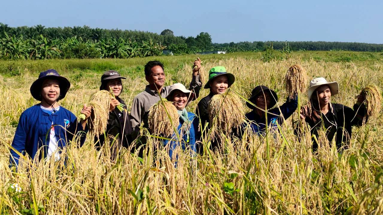 ส.ป.ก.กระบี่ ร่วมเกี่ยวข้าวไร่หอมหัวบอน ณ พื้นที่ คทช. แปลงตำบลเขาพนม อำเภอเขาพนม จังหวัดกระบี่