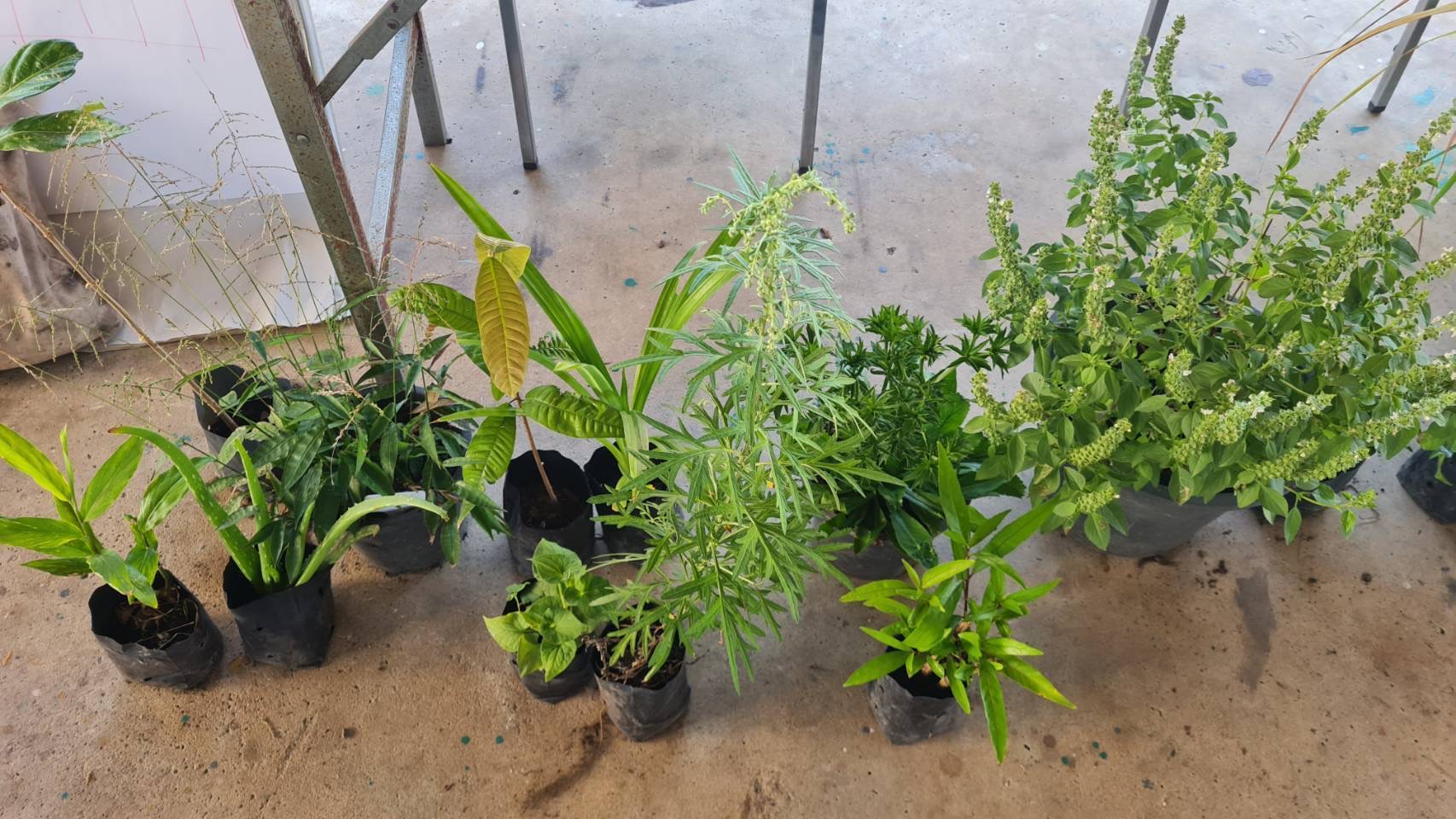 title - สฺ.ป.ก.พระนครศรีอยุธยา จัดอบรมตามโครงการยกระดับศักยภาพการพัฒนาสินค้าเกษตรชีวภาพ ปีงบประมาณ พ.ศ.๒๕๖๙ กิจกรรม ยกระดับศักยภาพการพัฒนาสินค้าเกษตรชีวภาพ หลักสูตร การเพิ่มประสิทธิภาพการผลิตพืชสมุนไพรในเขตปฏิรูปที่ดิน