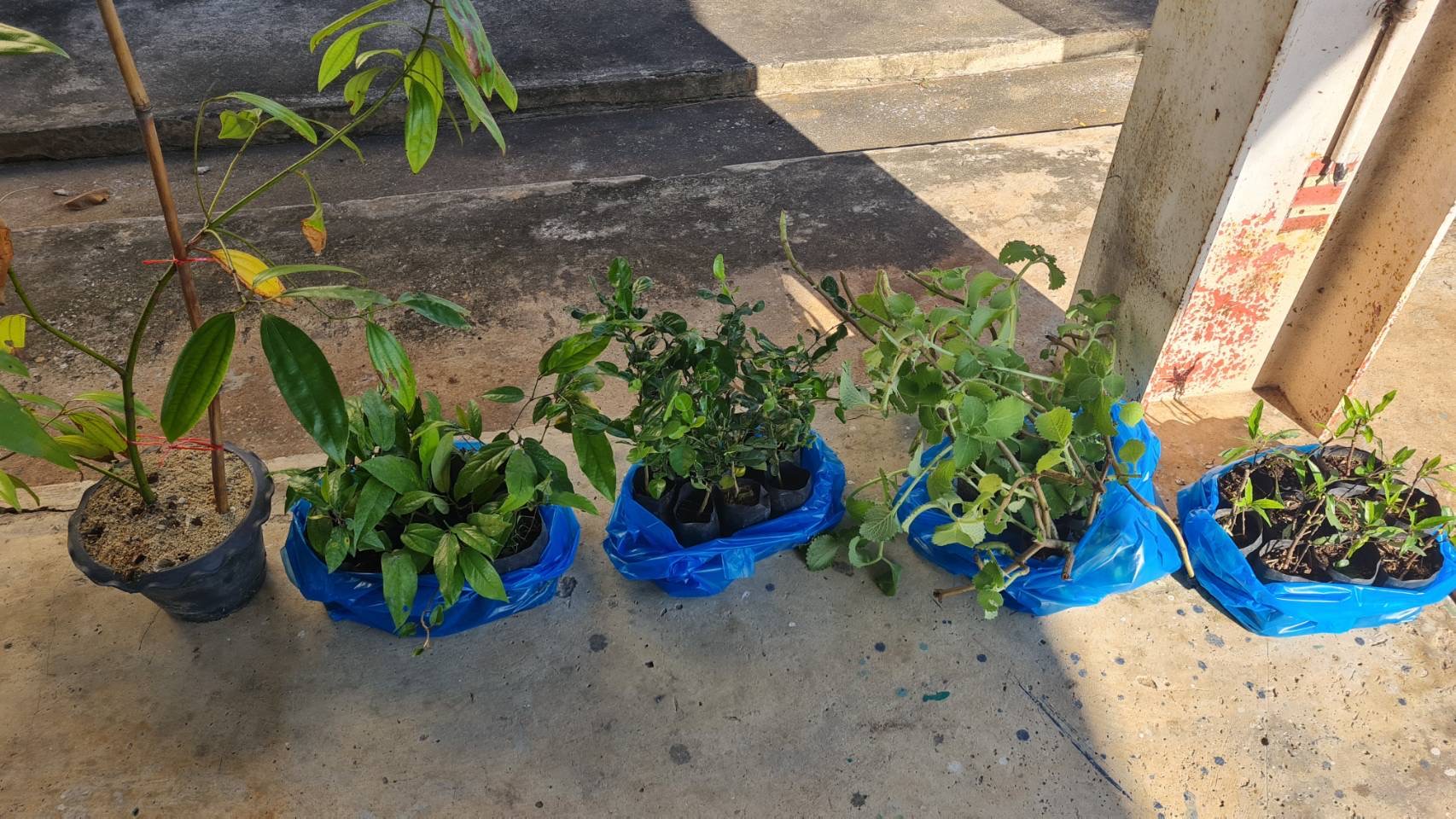 title - สฺ.ป.ก.พระนครศรีอยุธยา จัดอบรมตามโครงการยกระดับศักยภาพการพัฒนาสินค้าเกษตรชีวภาพ ปีงบประมาณ พ.ศ.๒๕๖๙ กิจกรรม ยกระดับศักยภาพการพัฒนาสินค้าเกษตรชีวภาพ หลักสูตร การเพิ่มประสิทธิภาพการผลิตพืชสมุนไพรในเขตปฏิรูปที่ดิน