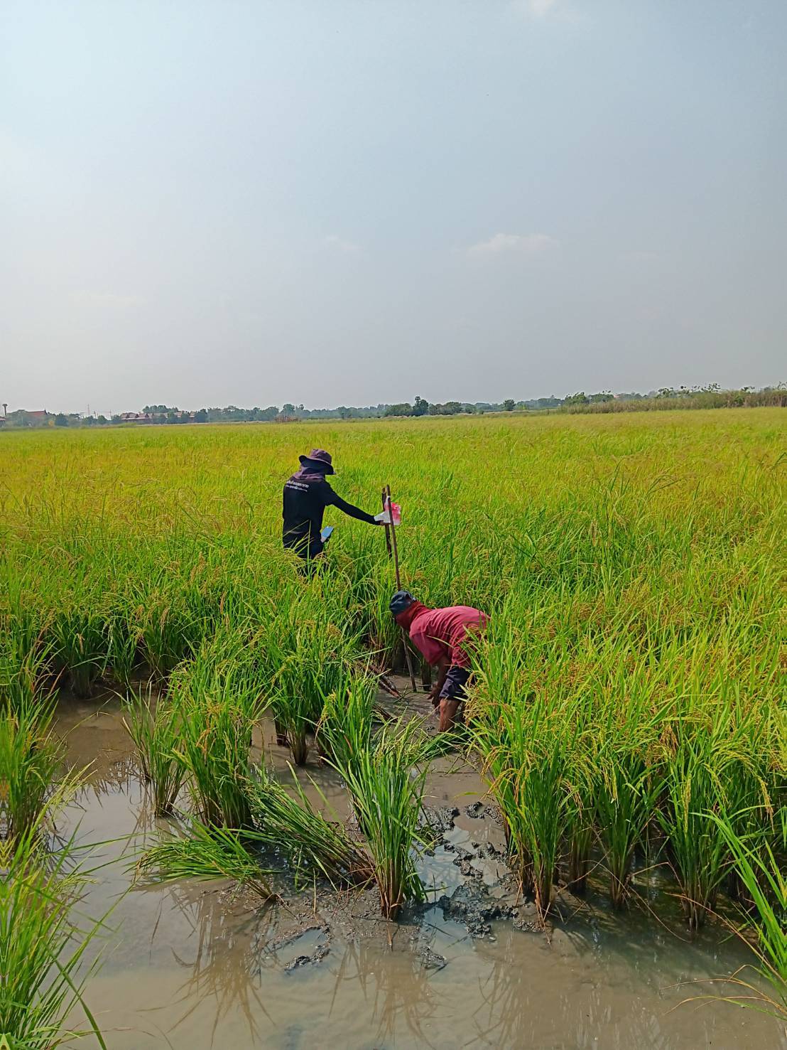 title - ส.ป.ก.พระนครศรีอยุธยา ลงพื้นที่รังวัดกรณีพิพาททางเข้า-ออกแปลงของเกษตรกร บริเวณพื้นที่เขตปฏิรูปที่ดิน ต.ข้าวเม่า อ.อุทัย จ.พระนครศรีอยุธยา