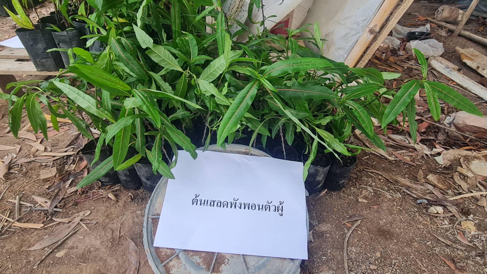 title - ส.ป.ก.พระนครศรีอยุธยา มอบปัจจัยการผลิตให้แก่เกษตรกร ภายใต้โครงการยกระดับศักยภาพการพัฒนาสินค้าเกษตรชีวภาพ กิจกรรมยกระดับศักยภาพการพัฒนาสินค้าเกษตรชีวภาพ ปีงบประมาณ พ.ศ. ๒๕๖๙