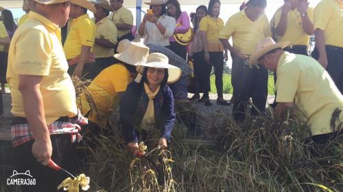 นางสุกันตา ศรีกำพล ปฏิรูปที่ดินจังหวัดระยอง เข้าร่วมกิจกรรมเกี่ยวข้าว   ณ แปลงนาข้าว ฐานการเรียนรู้ด้านข้าว ภายในศูนย์บริการการพัฒนาปลวกแดงตามพระราชดำริ จังหวัดระยอง ตำบลแม่น้ำคู้ อำเภอปลวกแดง จังหวัดระยอง