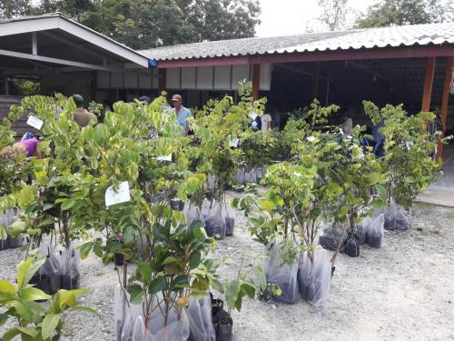 สำนักงานการปฏิรูปที่ดินจังหวัดระยอง จัดโครงการพัฒนาเกษตรกรรมยั่งยืน กิจกรรมส่งเสริมระบบวนเกษตรในเขตปฏิรูปที่ดิน ประจำปีงบประมาณ พ.ศ.2563