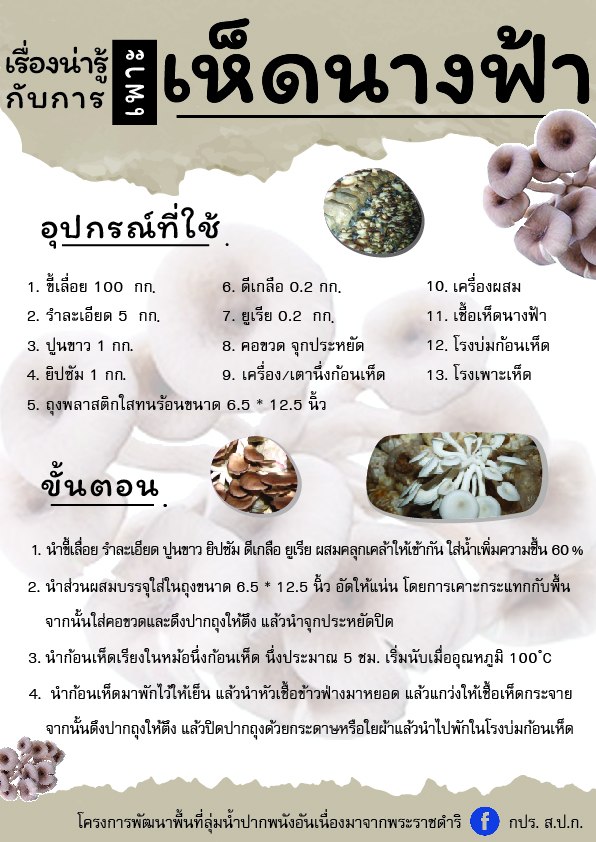 เรื่องน่ารู้เกี่ยวกับการเพาะเห็ดนางฟ้า โครงการพัฒนาพื้นที่ลุ่มแม่น้ำปากพนังอันเนื่องมาจากพระราชดำริ