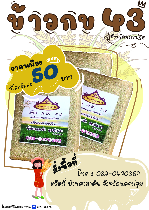 ข้าวกข 43 จังหวัดนครปฐม ผลิตภัณฑ์โครงการที่ดินพระราชทาน