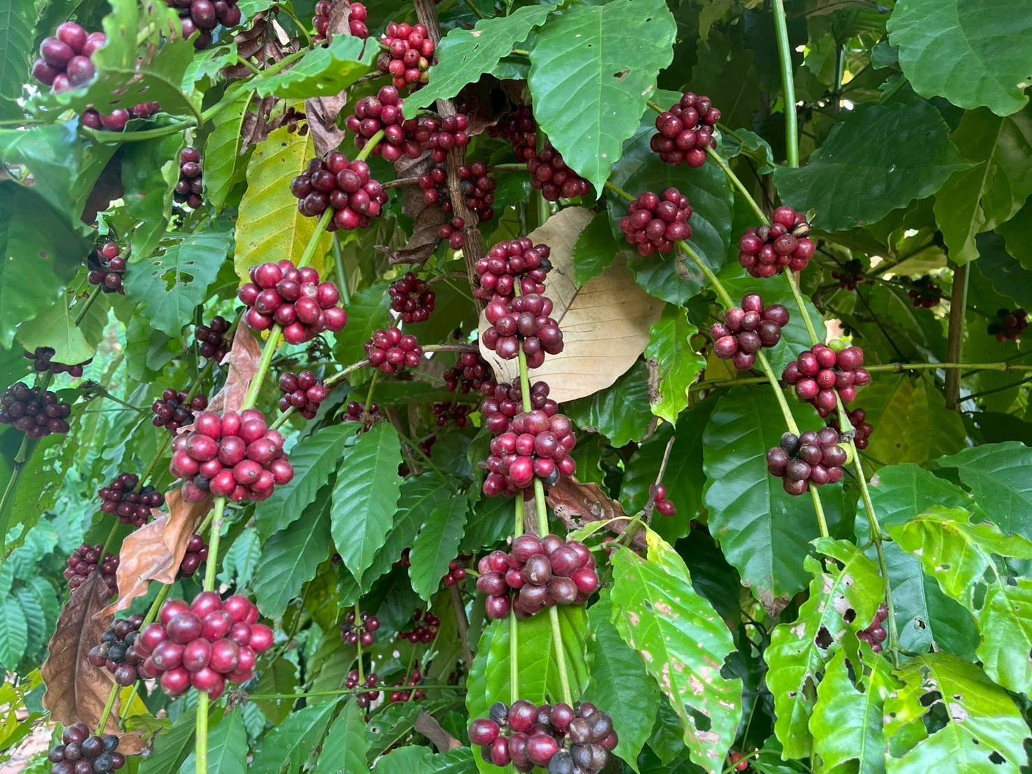 title - กปร. ลงพื้นที่ศึกษาดูงานนวัตกรรมการใช้ประโยชน์จากเห็ดไมคอร์ไรซาในการบริหารจัดการพื้นที่ ณ อำเภอร้องกวางและอำเภอสอง จังหวัดแพร่
