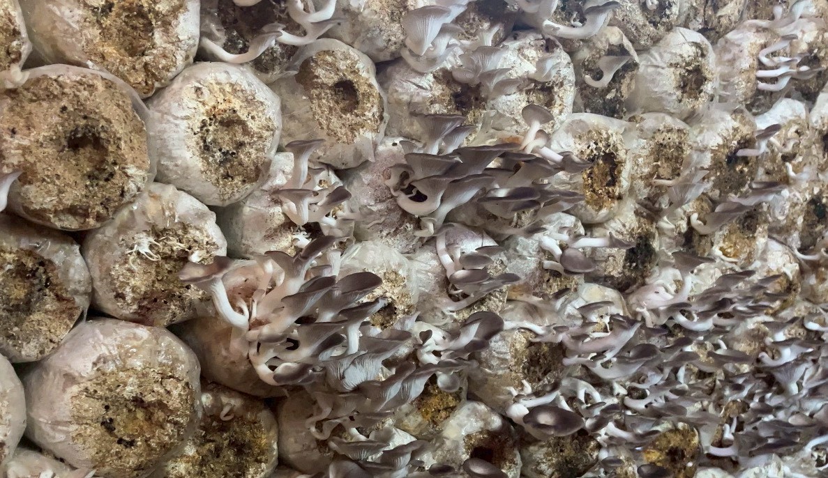 title - กปร. ลงพื้นที่ตรวจเยี่ยมแปลงเกษตรกรตัวอย่างในโครงการอนุรักษ์พันธุกรรมพืชอันเนื่องมาจากพระราชดำริ สำนักงานการปฏิรูปที่ดินเพื่อเกษตรกรรม (อพ.สธ.-ส.ป.ก.) ณ ตำบลทุ่งเเล้ง อำเภอลอง จังหวัดเเพร่ จำนวน 3 ราย