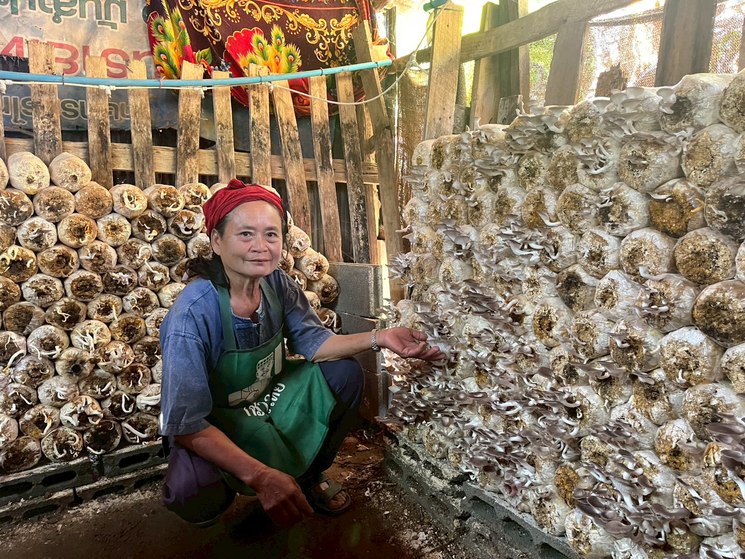 title - กปร. ลงพื้นที่ตรวจเยี่ยมแปลงเกษตรกรตัวอย่างในโครงการอนุรักษ์พันธุกรรมพืชอันเนื่องมาจากพระราชดำริ สำนักงานการปฏิรูปที่ดินเพื่อเกษตรกรรม (อพ.สธ.-ส.ป.ก.) ณ ตำบลทุ่งเเล้ง อำเภอลอง จังหวัดเเพร่ จำนวน 3 ราย