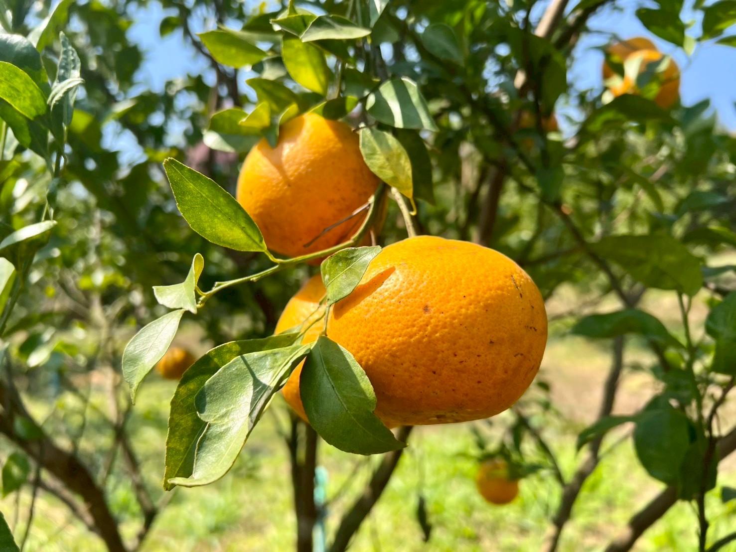 title - กปร. ลงพื้นที่ตรวจเยี่ยมแปลงเกษตรกรตัวอย่างในโครงการอนุรักษ์พันธุกรรมพืชอันเนื่องมาจากพระราชดำริ สำนักงานการปฏิรูปที่ดินเพื่อเกษตรกรรม (อพ.สธ.-ส.ป.ก.) ณ ตำบลทุ่งเเล้ง อำเภอลอง จังหวัดเเพร่ จำนวน 3 ราย