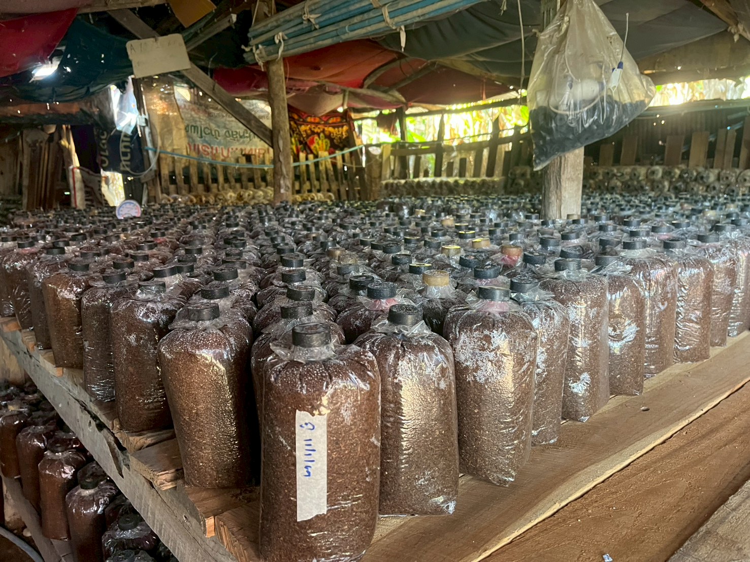 title - กปร. ลงพื้นที่ตรวจเยี่ยมแปลงเกษตรกรตัวอย่างในโครงการอนุรักษ์พันธุกรรมพืชอันเนื่องมาจากพระราชดำริ สำนักงานการปฏิรูปที่ดินเพื่อเกษตรกรรม (อพ.สธ.-ส.ป.ก.) ณ ตำบลทุ่งเเล้ง อำเภอลอง จังหวัดเเพร่ จำนวน 3 ราย