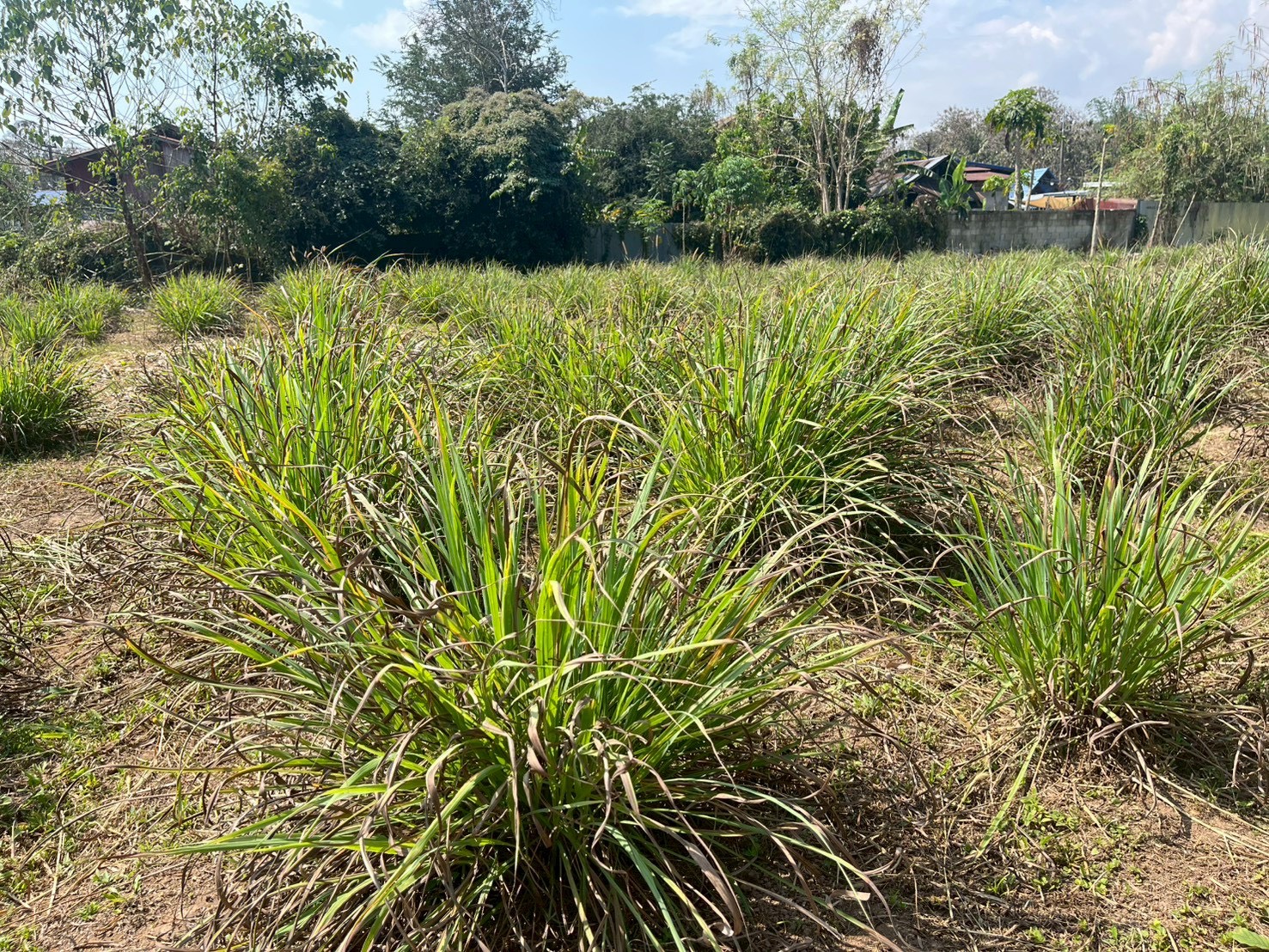 title - กปร. ลงพื้นที่ศึกษาดูงานนวัตกรรมการใช้ประโยชน์จากเห็ดไมคอร์ไรซาในการบริหารจัดการพื้นที่ ณ อำเภอร้องกวางและอำเภอสอง จังหวัดแพร่