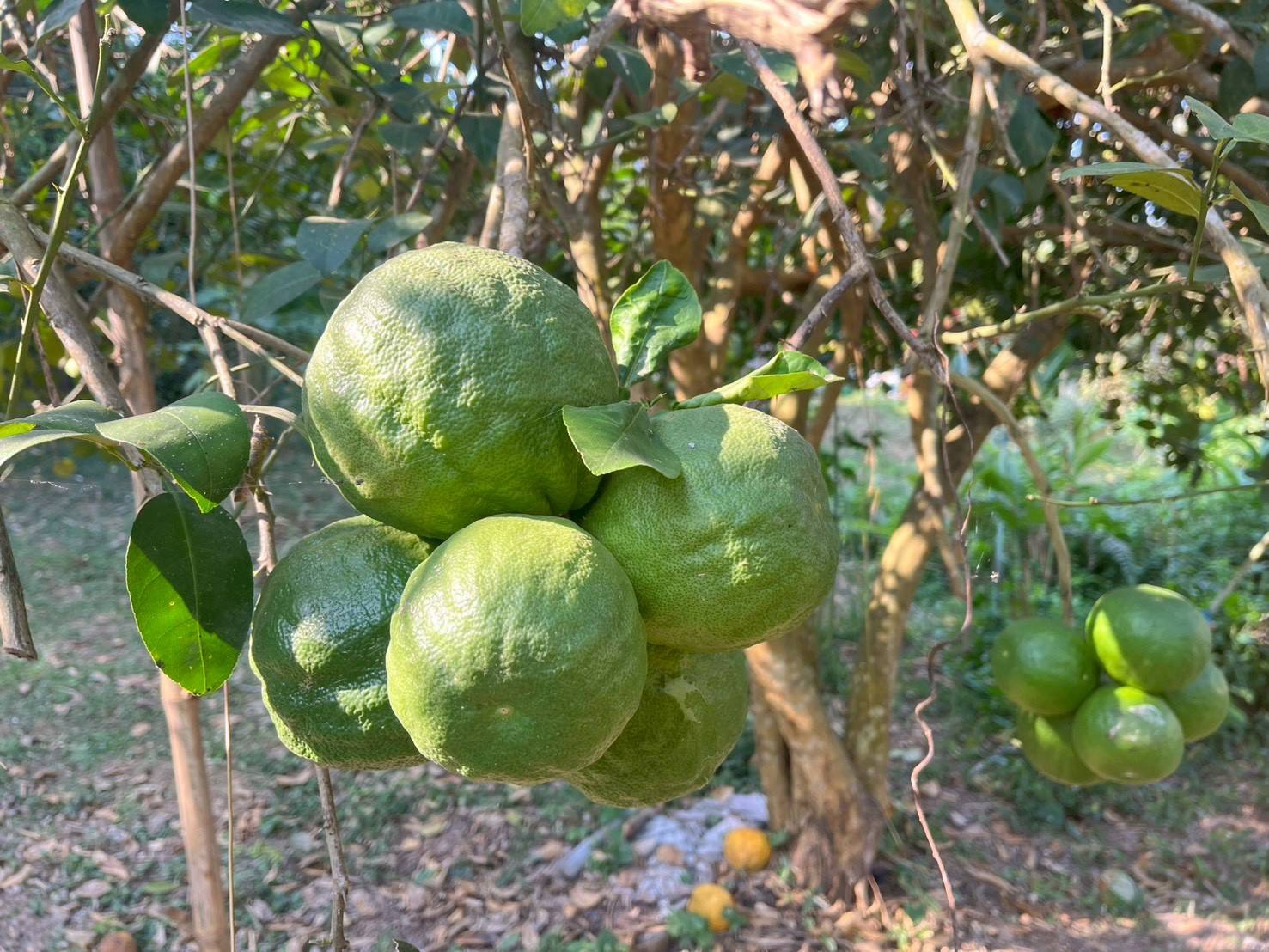 title - กปร. ลงพื้นที่ศึกษาดูงานนวัตกรรมการใช้ประโยชน์จากเห็ดไมคอร์ไรซาในการบริหารจัดการพื้นที่ ณ อำเภอร้องกวางและอำเภอสอง จังหวัดแพร่