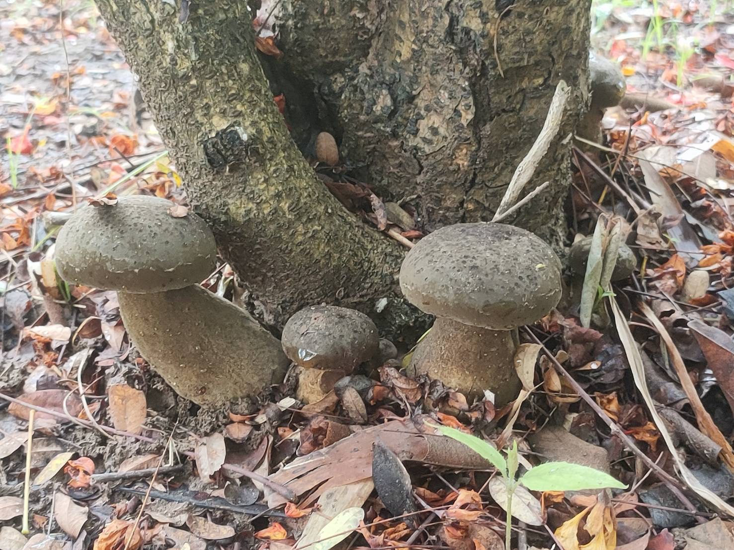 title - กปร. ลงพื้นที่ศึกษาดูงานนวัตกรรมการใช้ประโยชน์จากเห็ดไมคอร์ไรซาในการบริหารจัดการพื้นที่ ณ อำเภอร้องกวางและอำเภอสอง จังหวัดแพร่