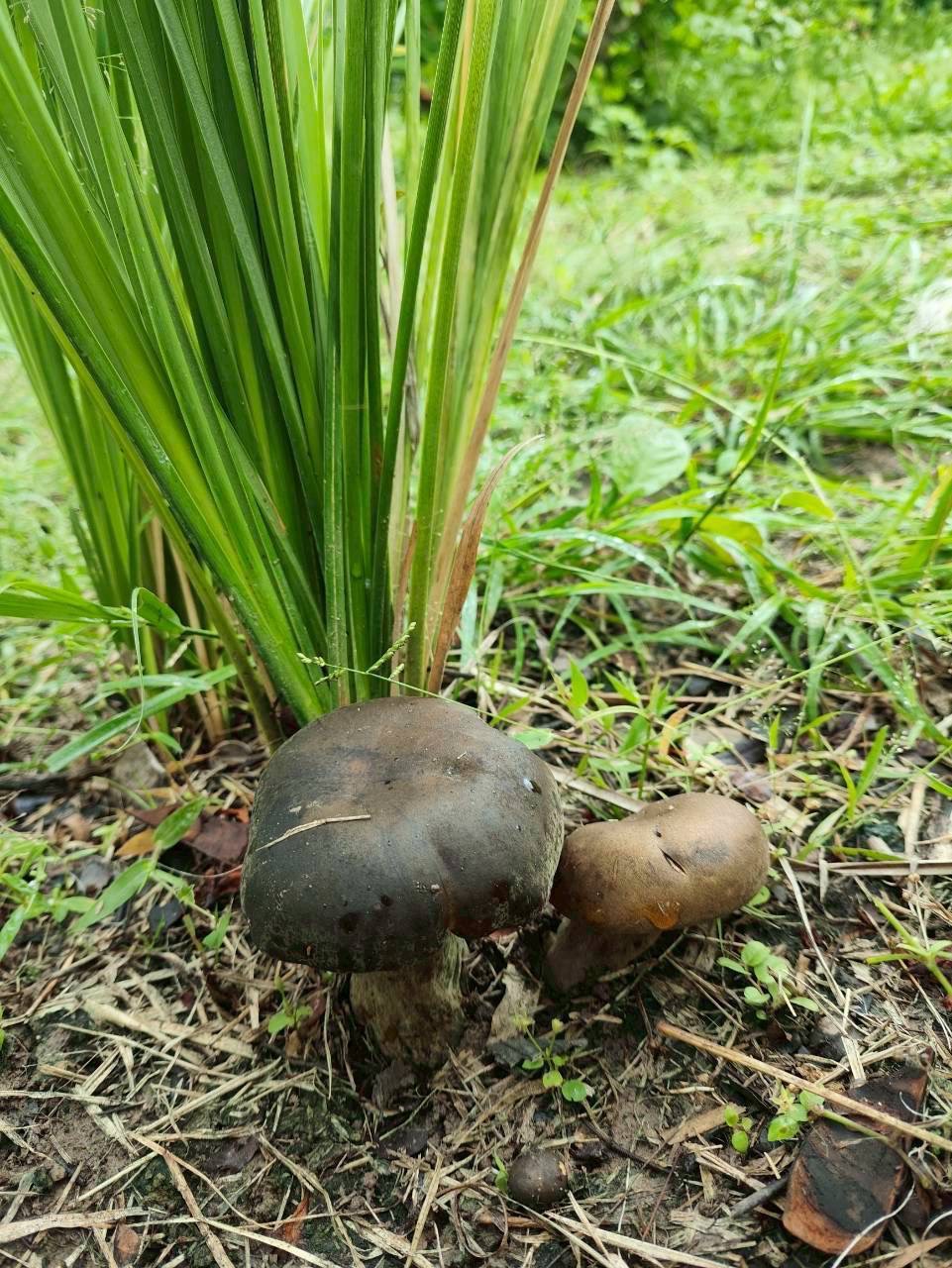title - กปร. ลงพื้นที่ศึกษาดูงานนวัตกรรมการใช้ประโยชน์จากเห็ดไมคอร์ไรซาในการบริหารจัดการพื้นที่ ณ อำเภอร้องกวางและอำเภอสอง จังหวัดแพร่