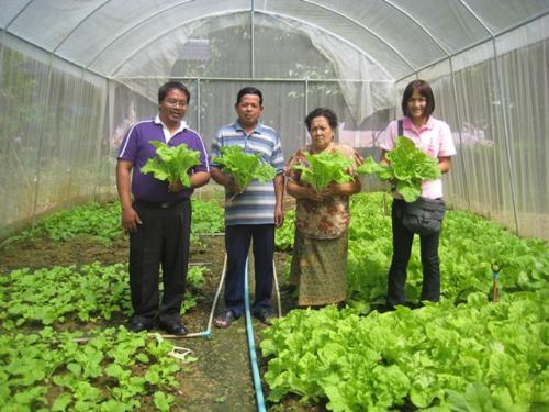 การติดตามผลการปลูกผักกางมุ้ง ของศูนย์เรียนรู้ฯ นายยงยุทธ อินนุ่ม