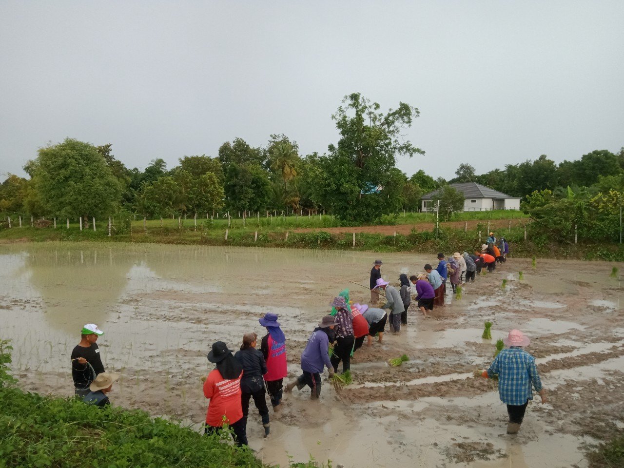  โครงการระบบส่งเสริมการเกษตรแบบแปลงใหญ่ ประจำปีงบประมาณ 2565