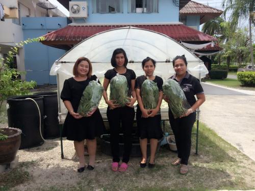 สำนักงานการปฏิรูปที่ดินจังหวัดสงขลา ร่วมปลูกผักไฮโดรโพนิก 