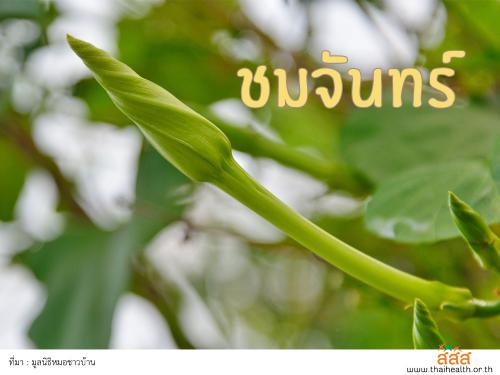 ชมจันทร์ : บำรุงสมอง