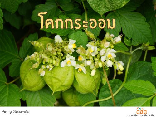 โคกกระออม : แก้ไขข้ออักเสบ