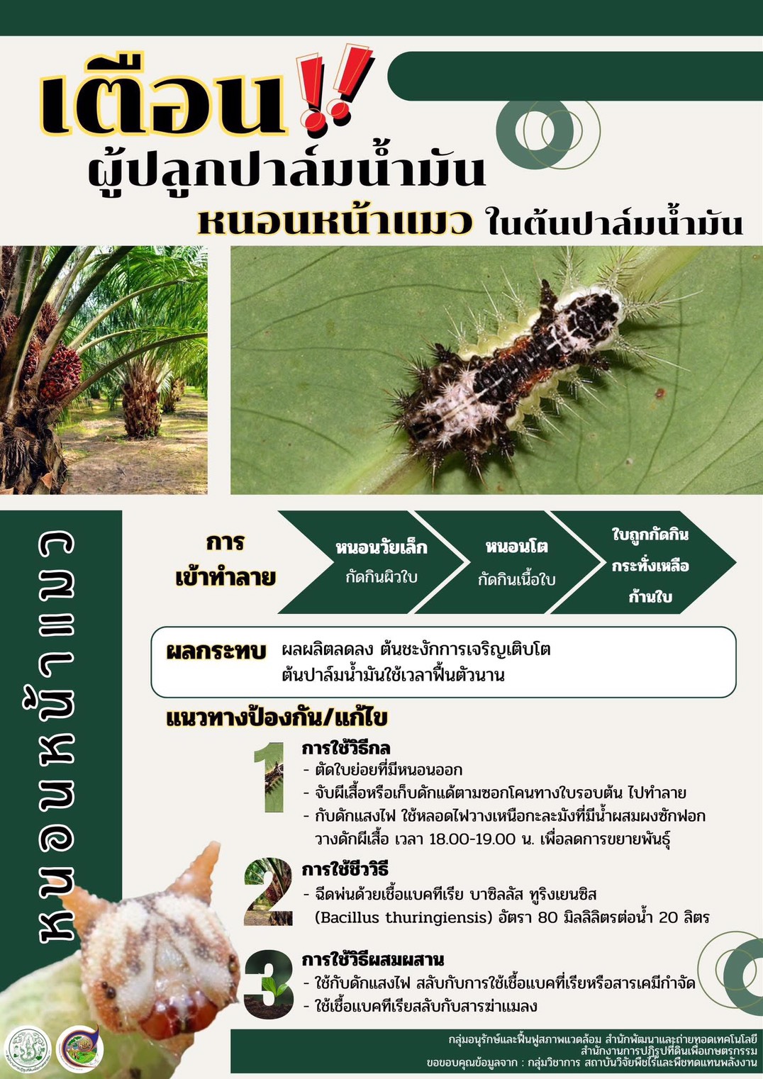 title - หนอนหน้าแมวในปาล์มน้ำมัน