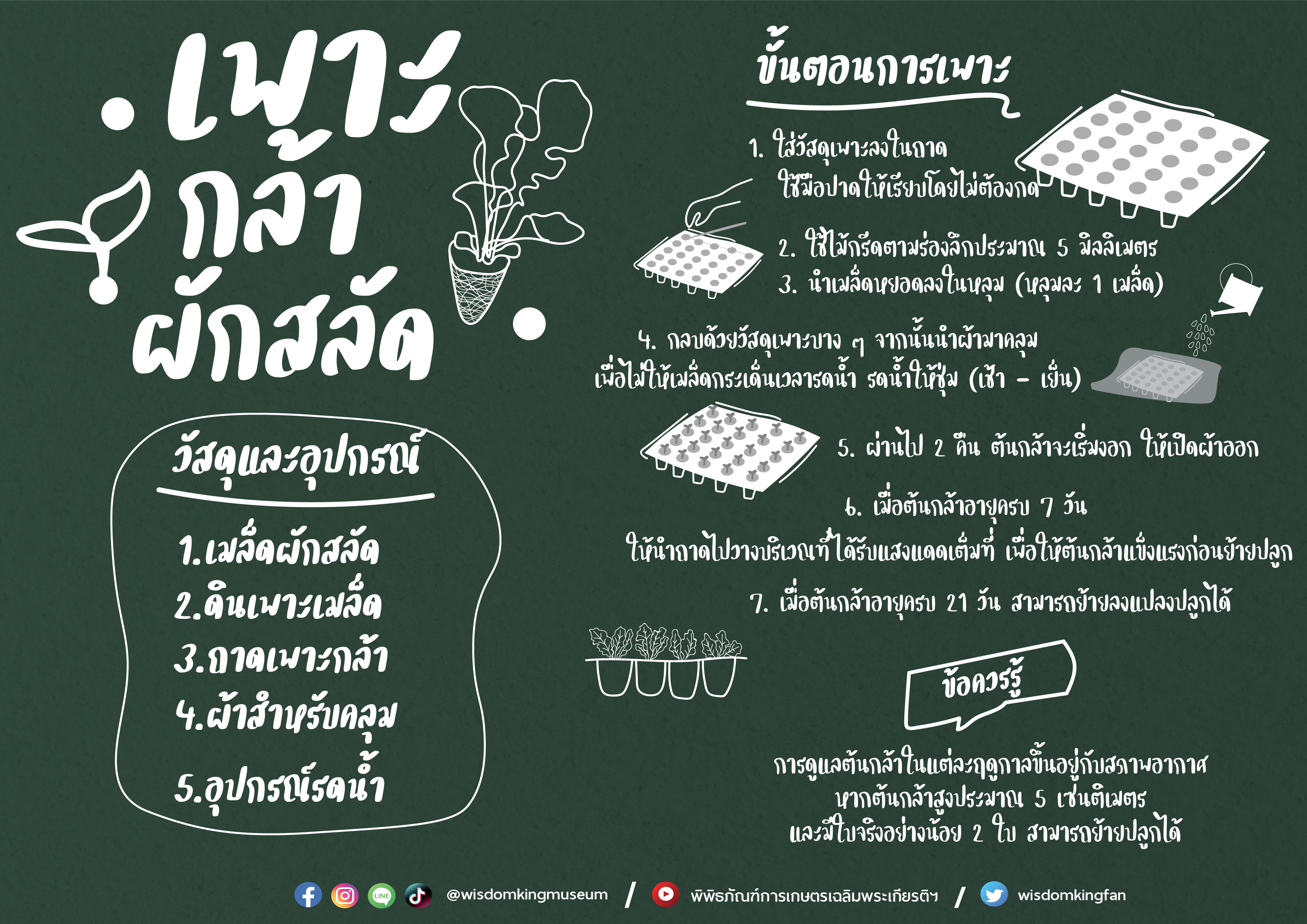 การเพาะกล้าผักสลัด