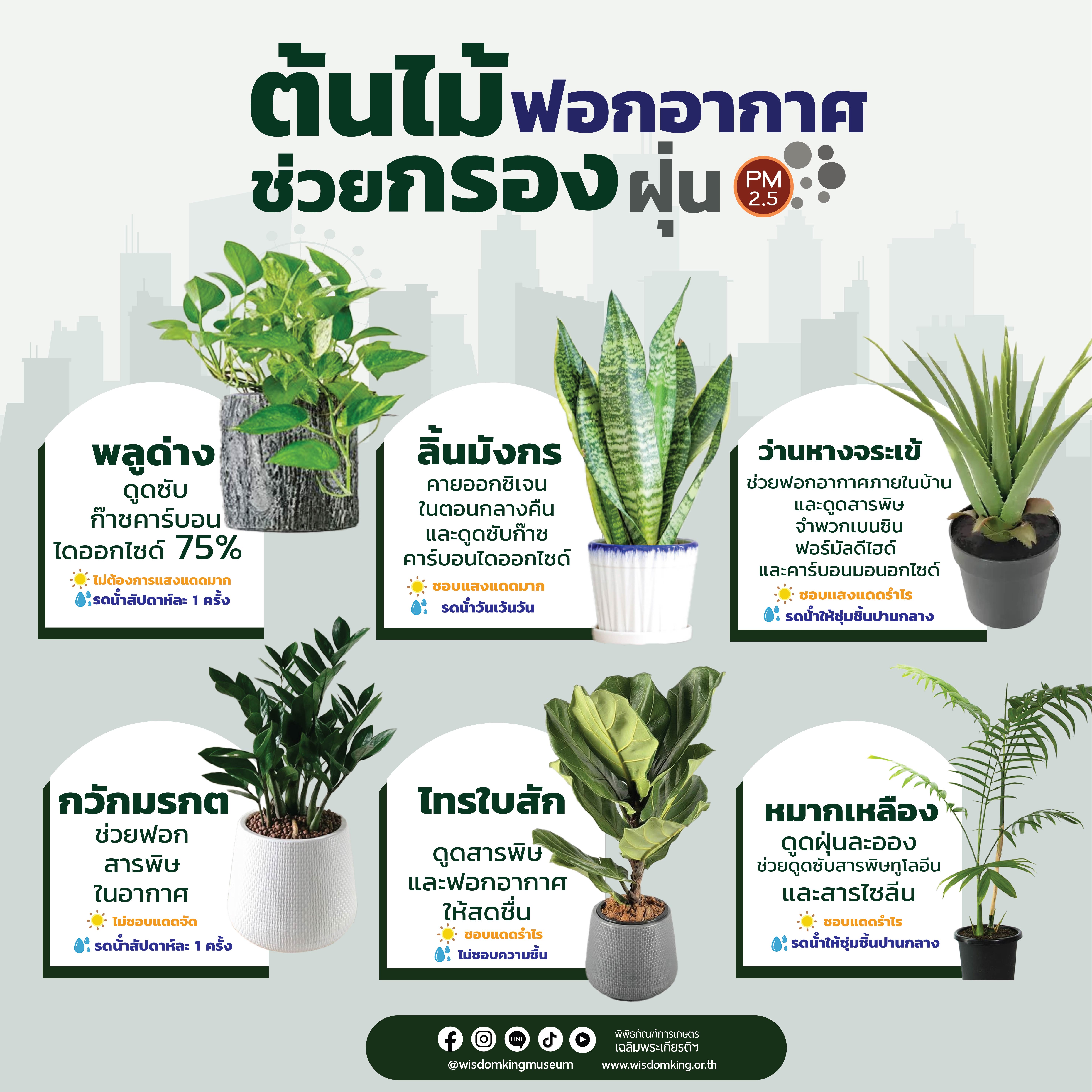 ต้นไม้ฟอกอากาศ