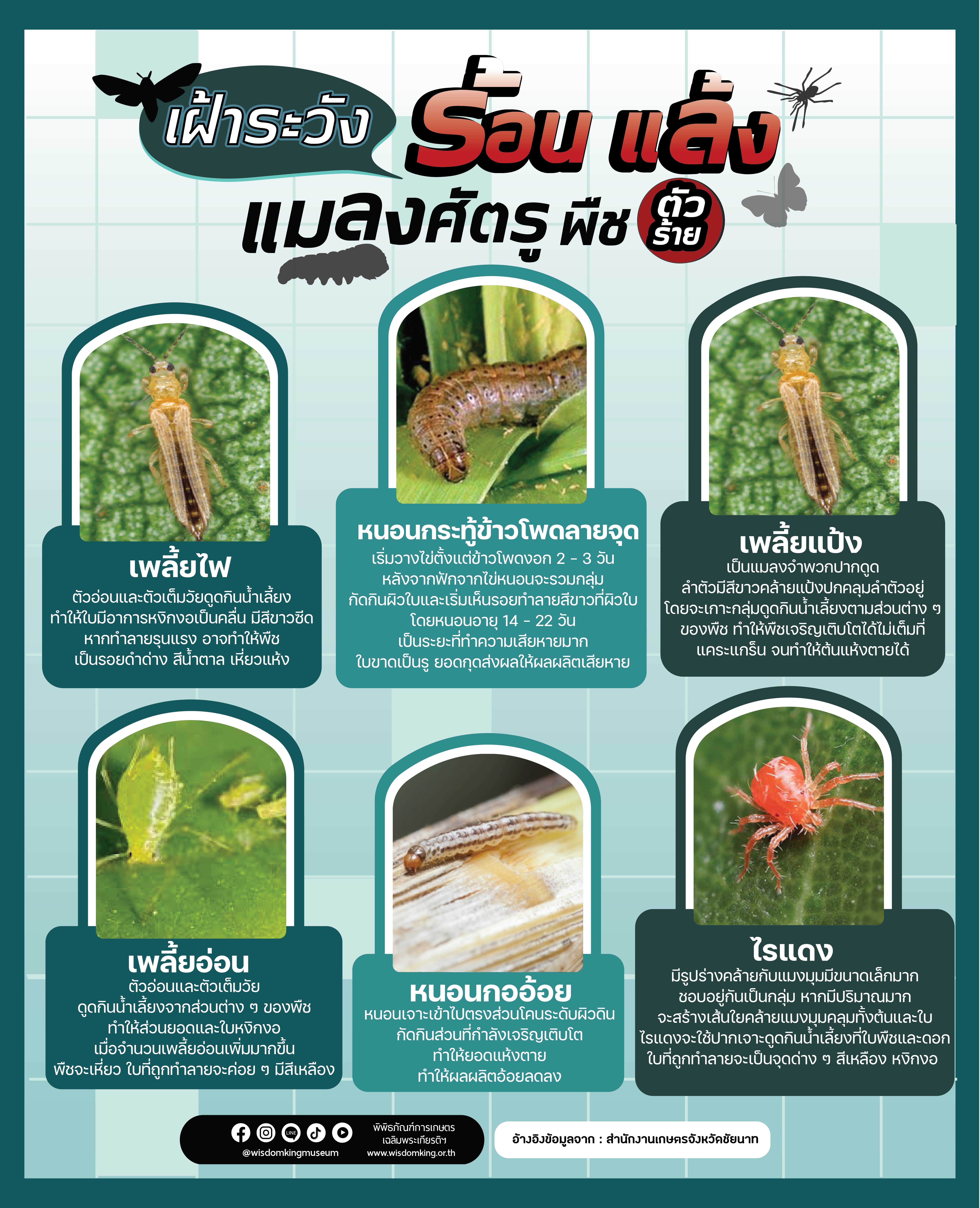 เฝ้าระวังร้อน แล้ง แมลงศัตรูพืชตัวร้าย