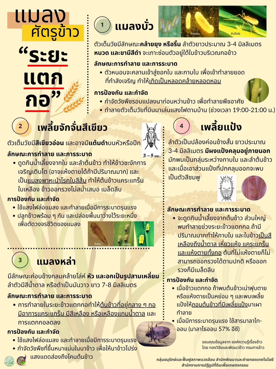 แมลงศัตรูข้าวระยะแตกกอ