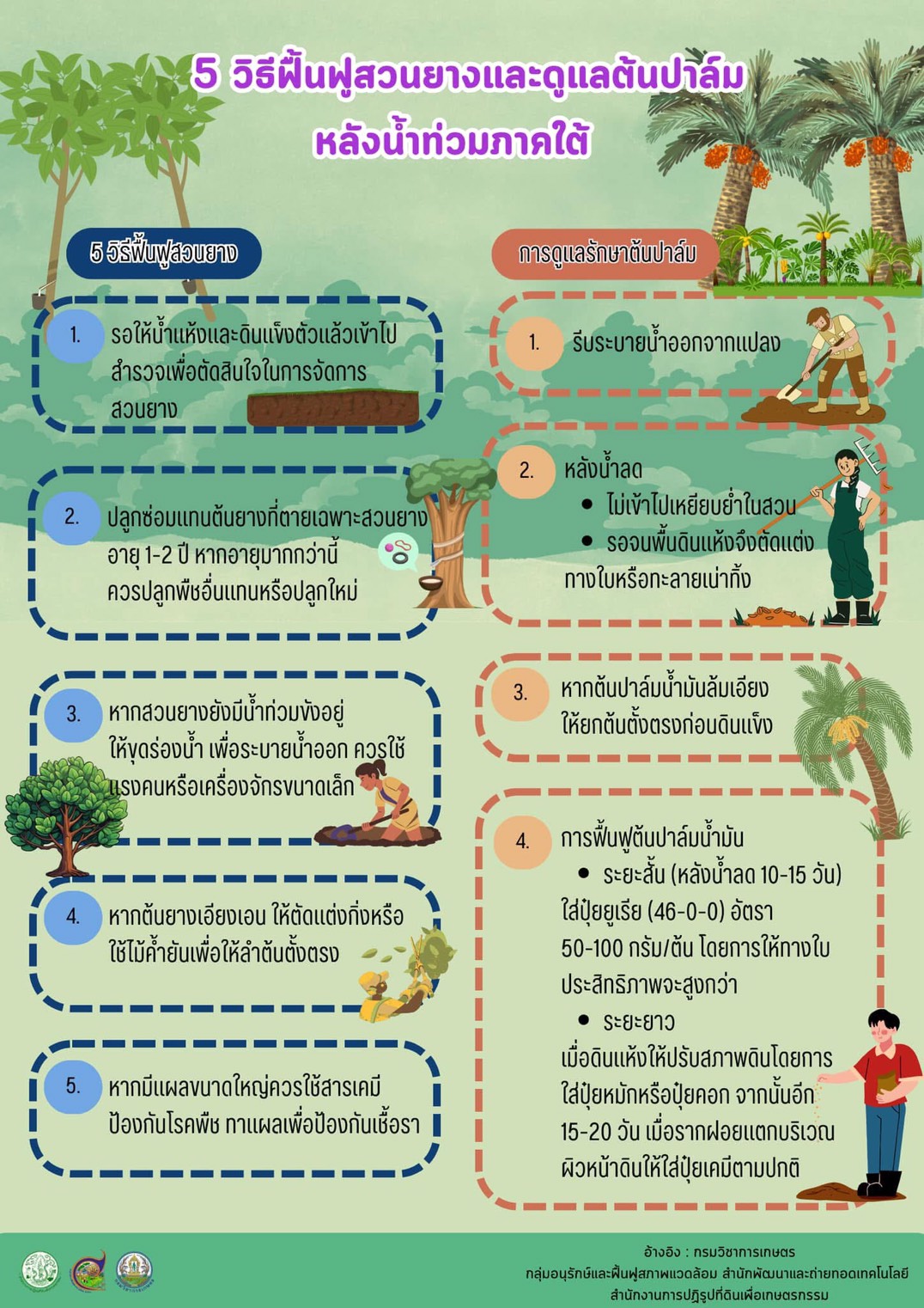 5 วิธีในการฟื้นฟูต้นยางและปาล์มหลังน้ำท่วม