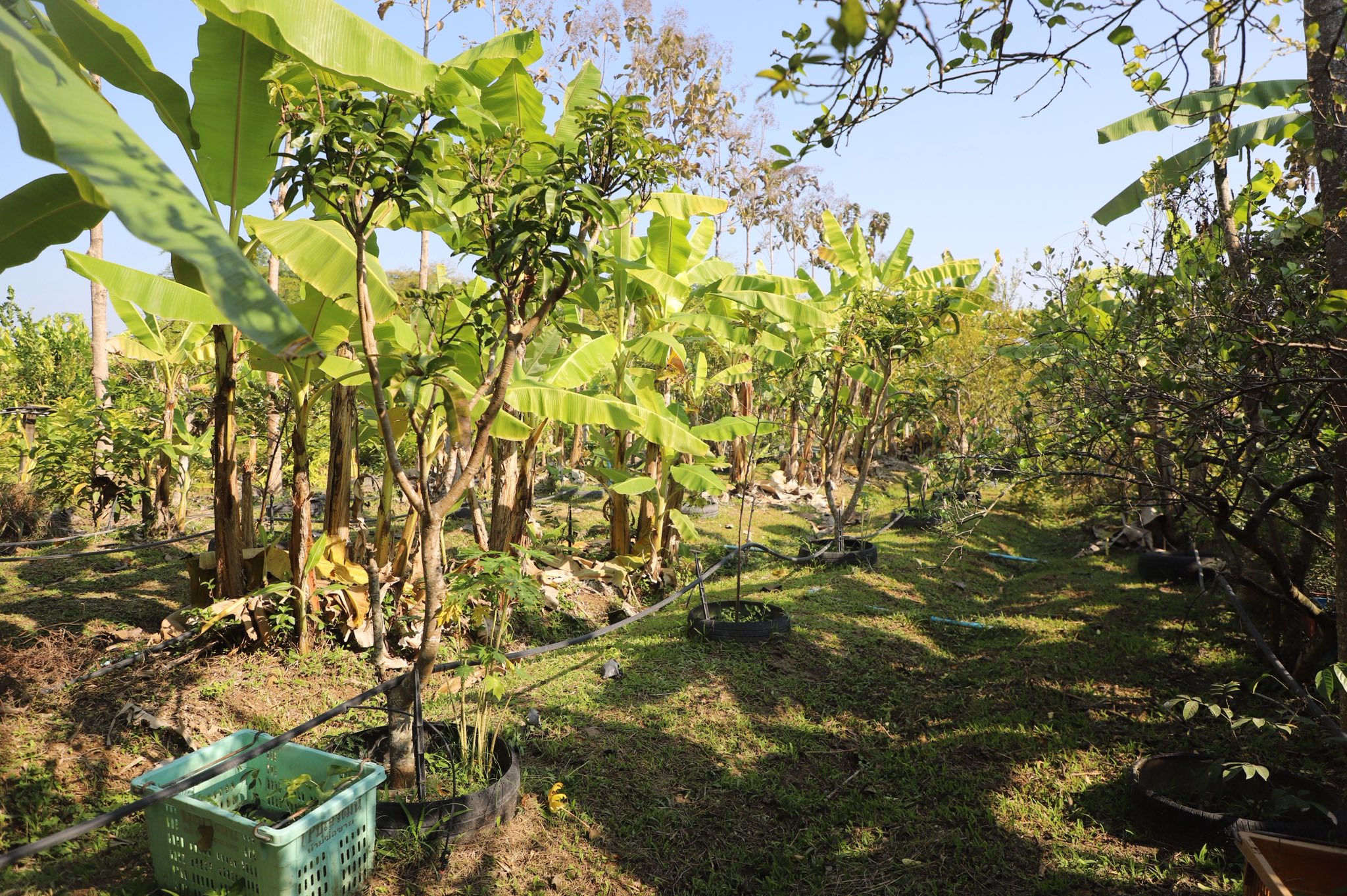 title - เกษตรกรปลื้ม เลขาธิการ ส.ป.ก. ตรวจเยี่ยมความสำเร็จต้นแบบ Smart Farmer จ.ลำพูน 