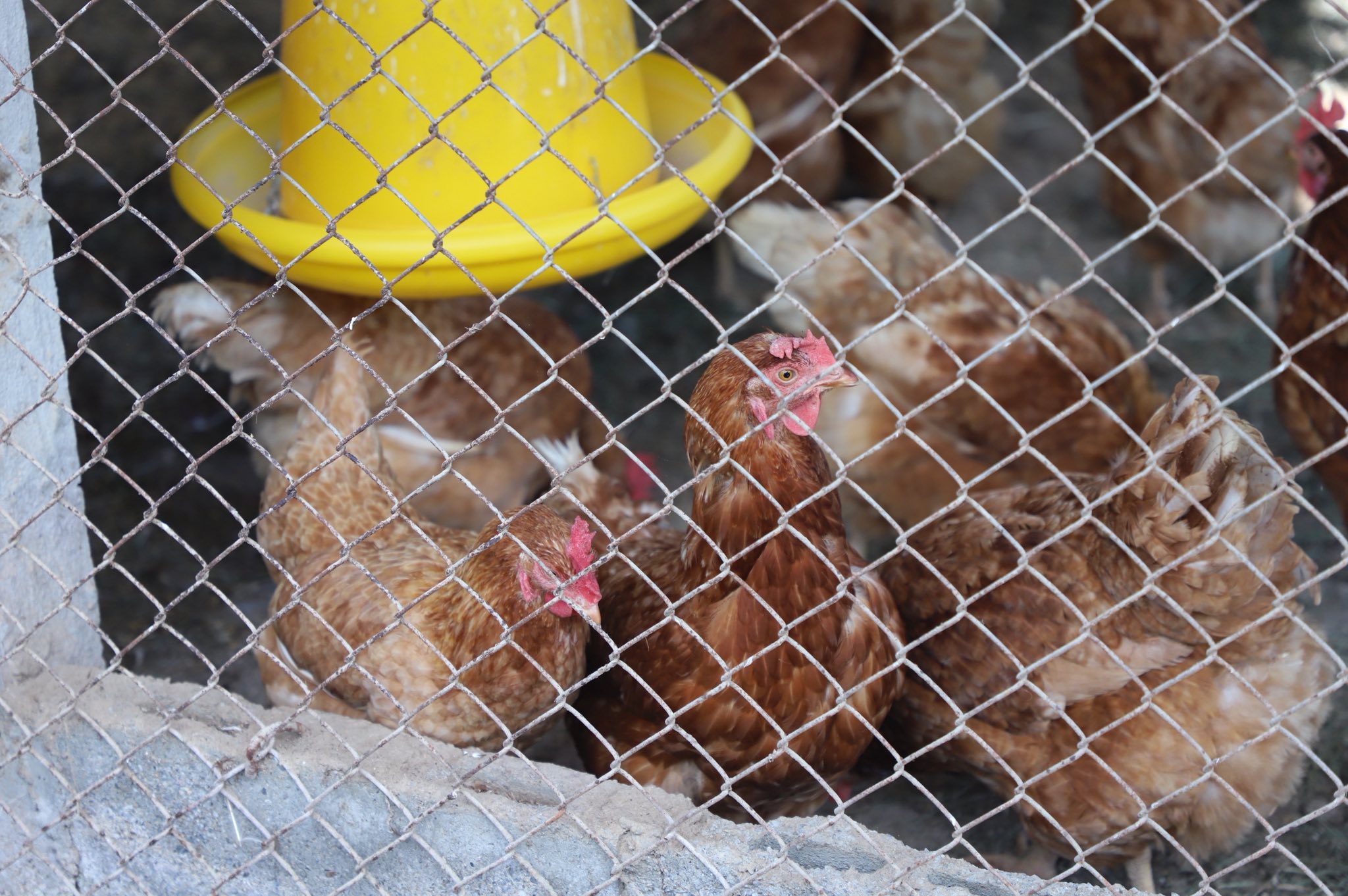 title - เกษตรกรปลื้ม เลขาธิการ ส.ป.ก. ตรวจเยี่ยมความสำเร็จต้นแบบ Smart Farmer จ.ลำพูน 