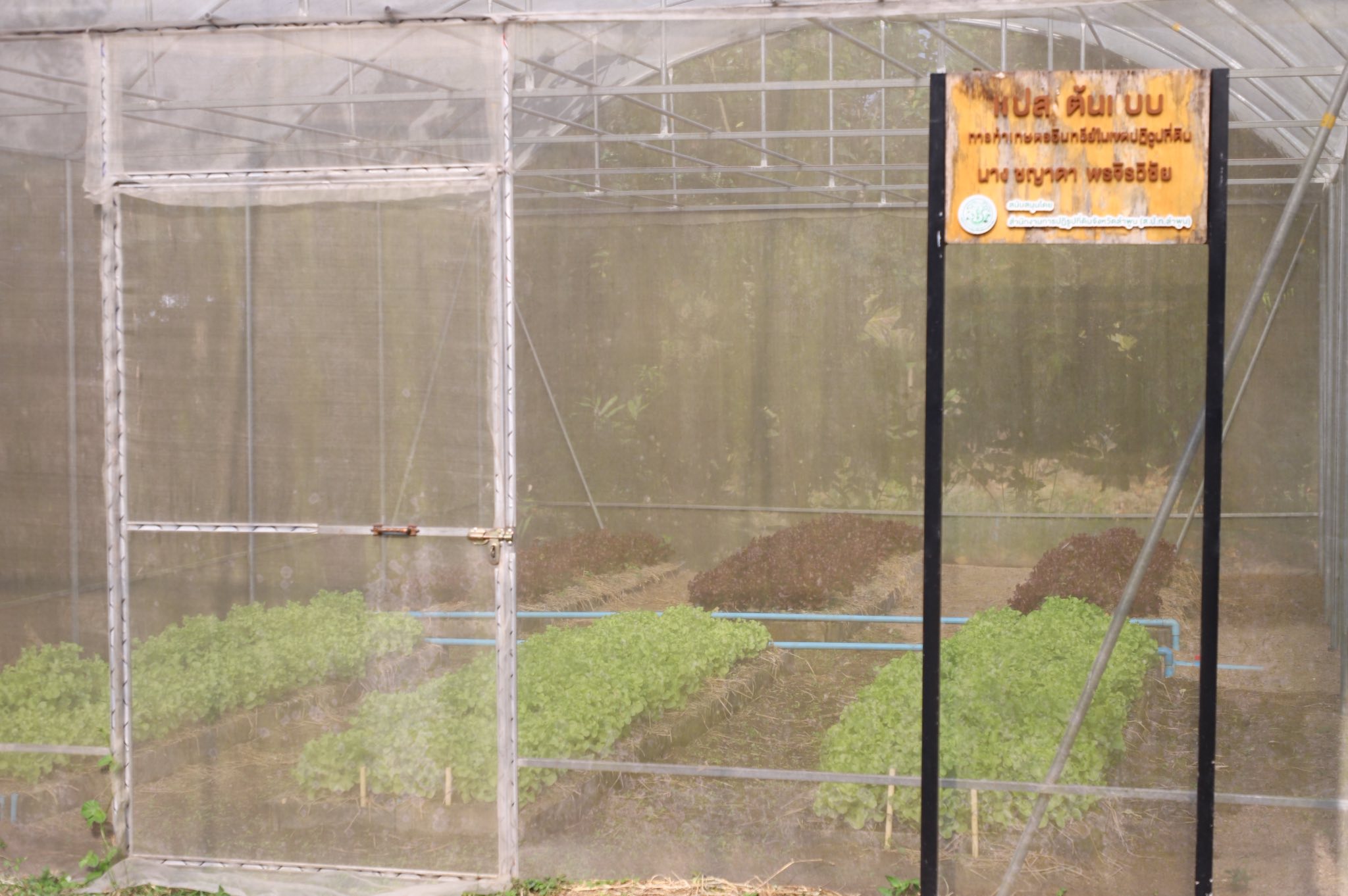 title - เกษตรกรปลื้ม เลขาธิการ ส.ป.ก. ตรวจเยี่ยมความสำเร็จต้นแบบ Smart Farmer จ.ลำพูน 