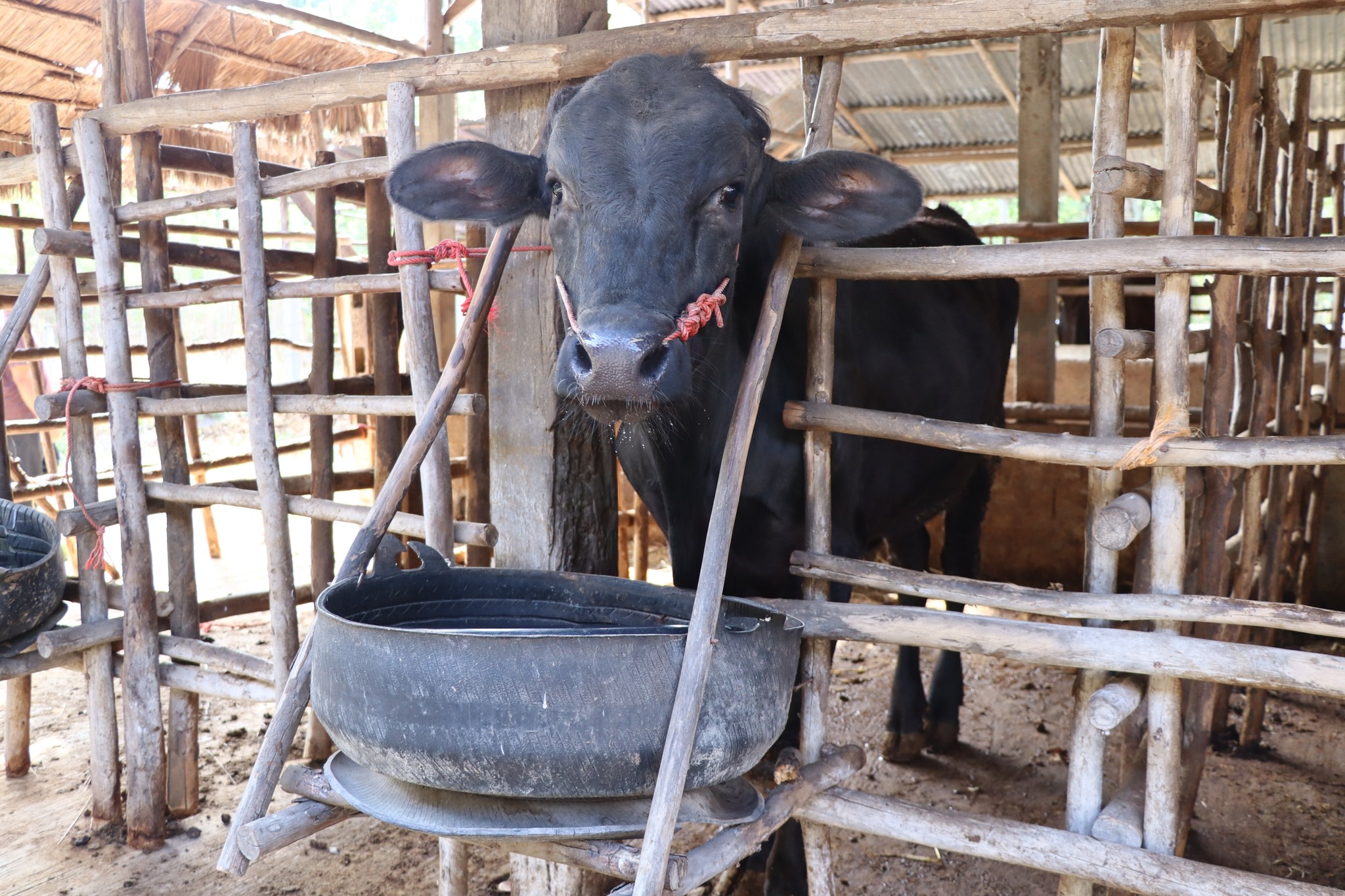 title - กพก. ติดตามผลการดำเนินงานของสมาชิกกลุ่มแปลงใหญ่โคขุน ม. 7 ต.หนองแหน อ.กุดชุม จ.ยโสธร