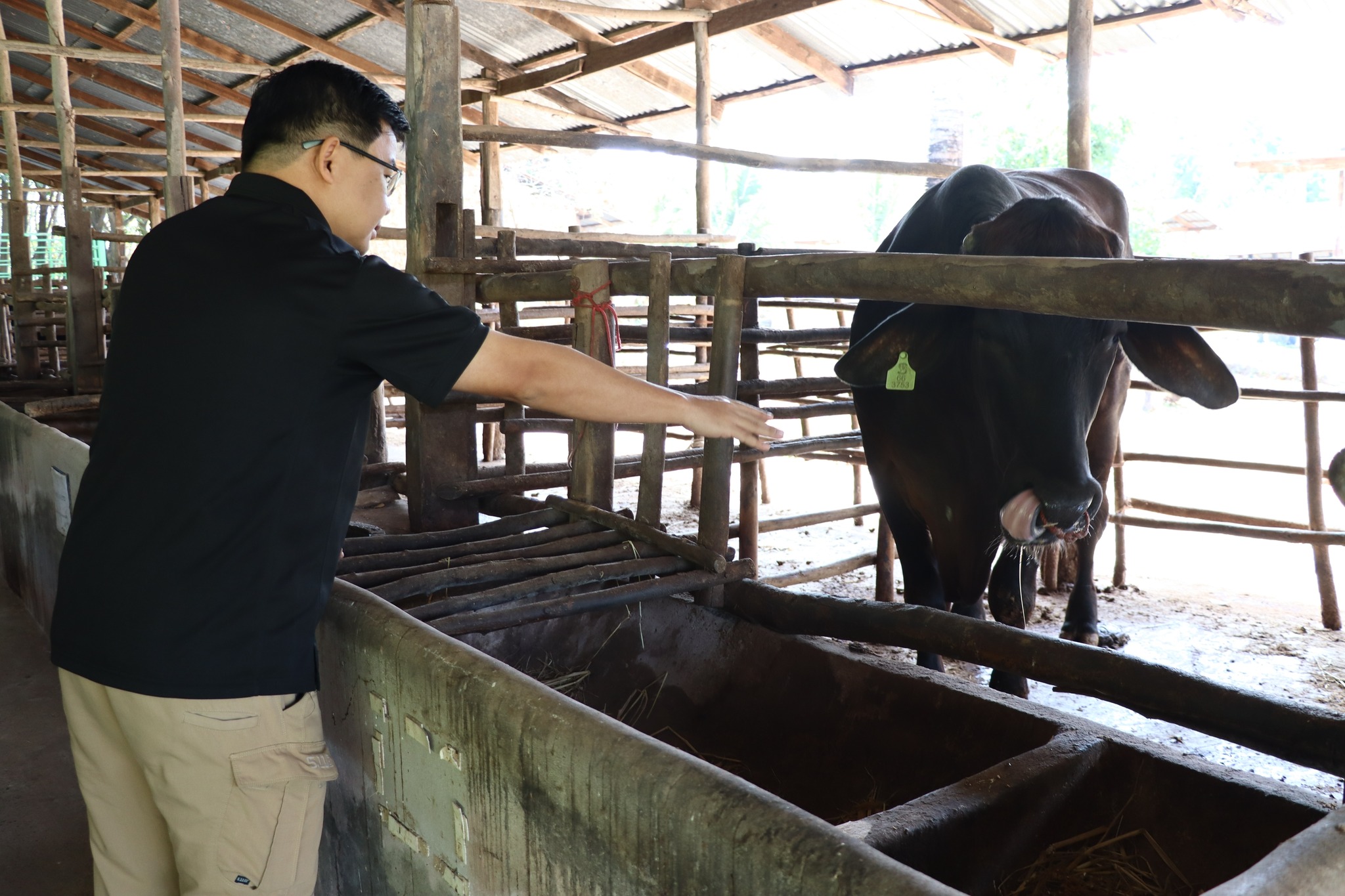 title - กพก. ติดตามผลการดำเนินงานของสมาชิกกลุ่มแปลงใหญ่โคขุน ม. 7 ต.หนองแหน อ.กุดชุม จ.ยโสธร