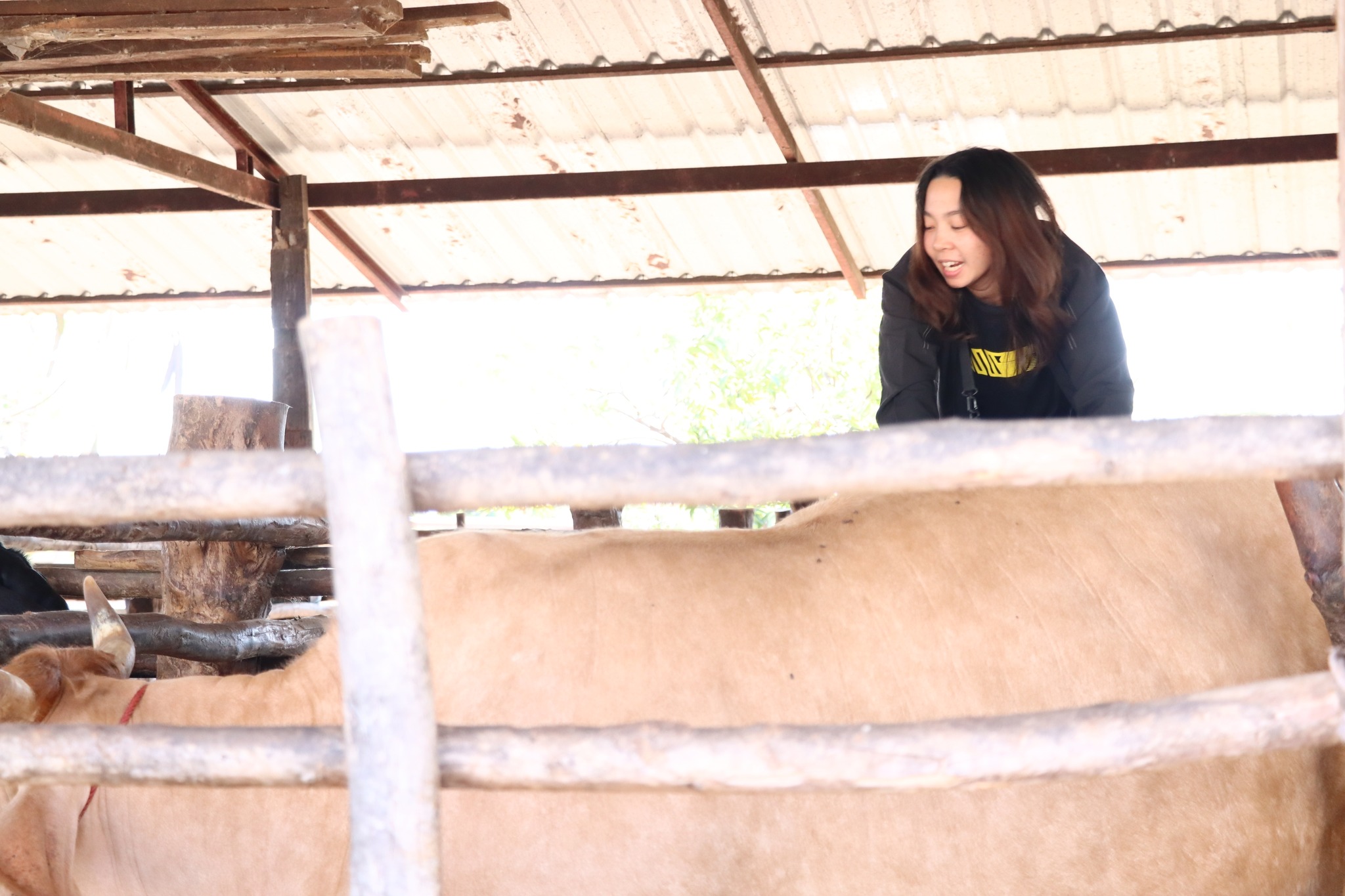 title - กพก. ติดตามผลการดำเนินงานของสมาชิกกลุ่มแปลงใหญ่โคขุน ม. 7 ต.หนองแหน อ.กุดชุม จ.ยโสธร