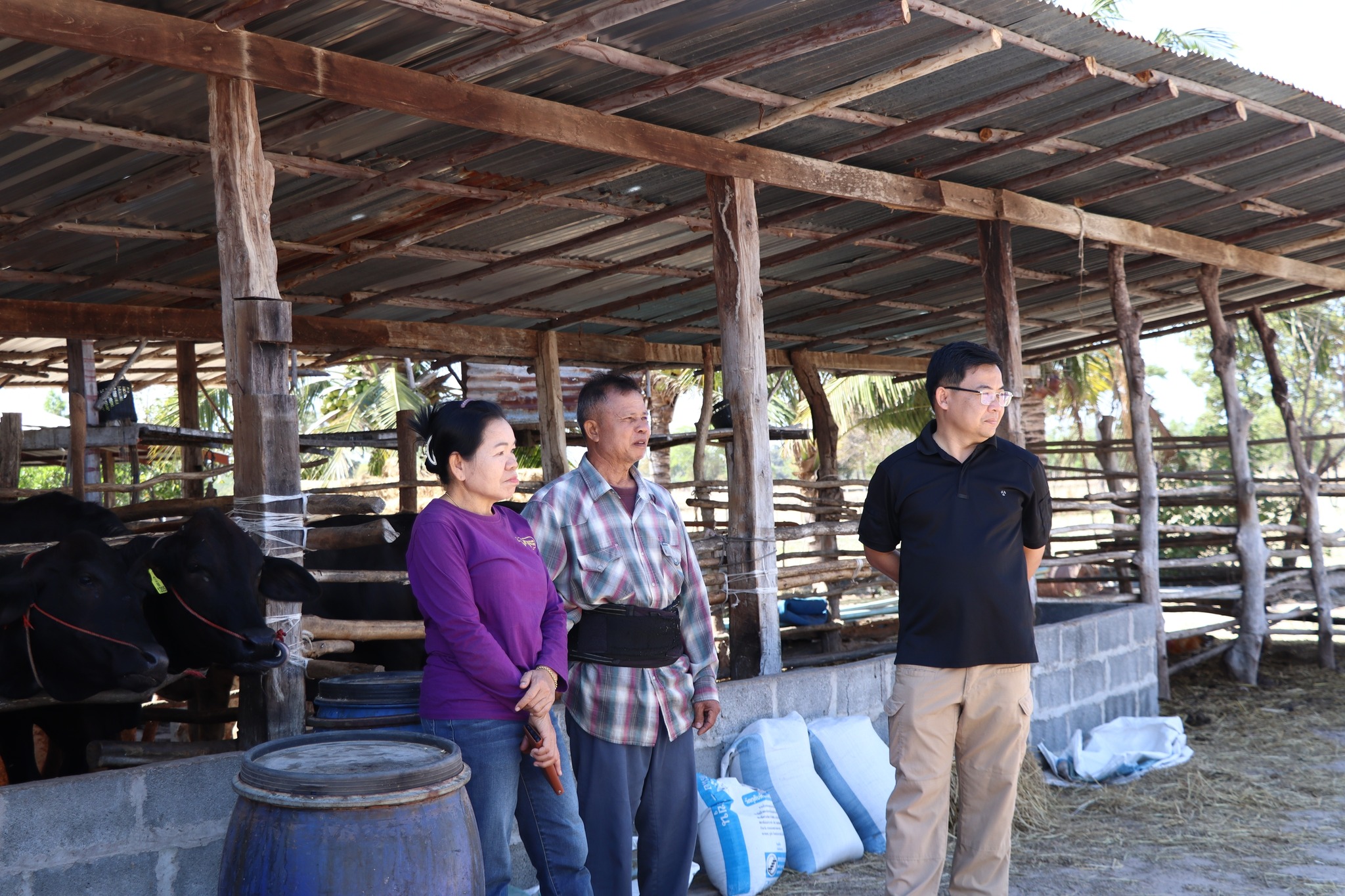 title - กพก. ติดตามผลการดำเนินงานของสมาชิกกลุ่มแปลงใหญ่โคขุน ม. 7 ต.หนองแหน อ.กุดชุม จ.ยโสธร