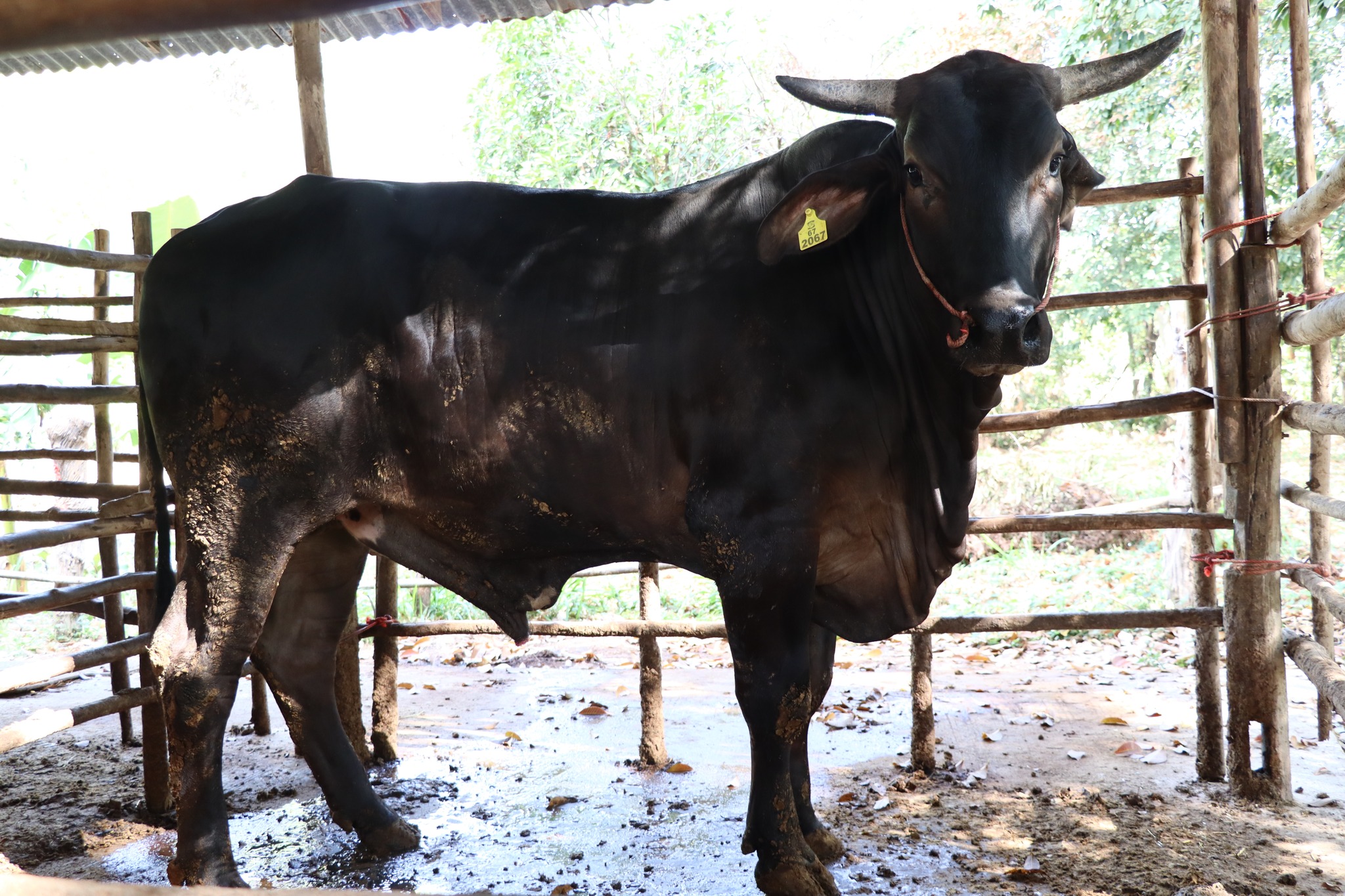 title - กพก. ติดตามผลการดำเนินงานของสมาชิกกลุ่มแปลงใหญ่โคขุน ม. 7 ต.หนองแหน อ.กุดชุม จ.ยโสธร