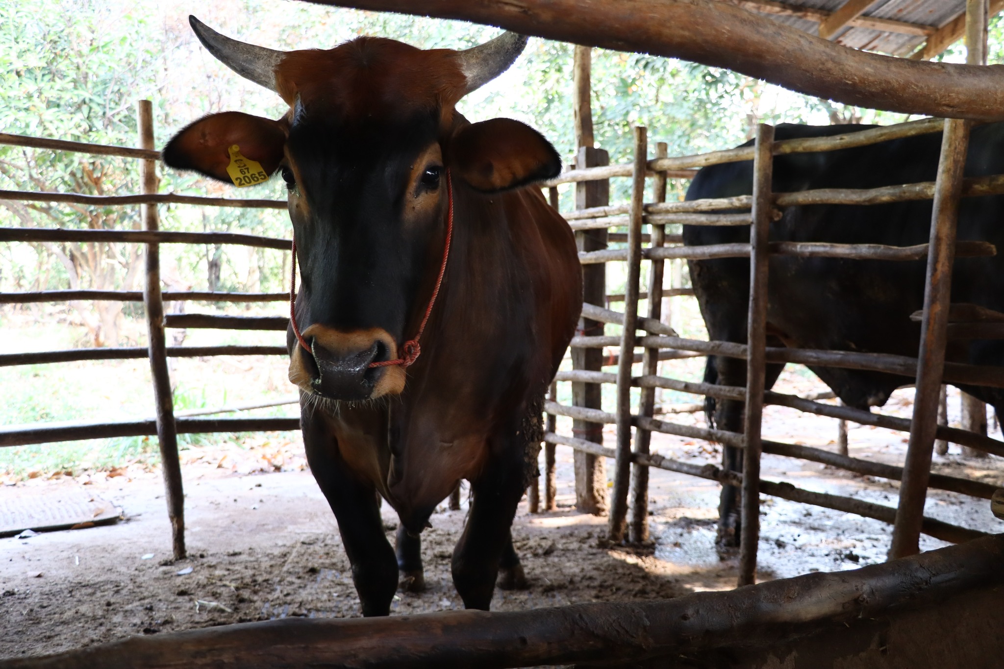 title - กพก. ติดตามผลการดำเนินงานของสมาชิกกลุ่มแปลงใหญ่โคขุน ม. 7 ต.หนองแหน อ.กุดชุม จ.ยโสธร