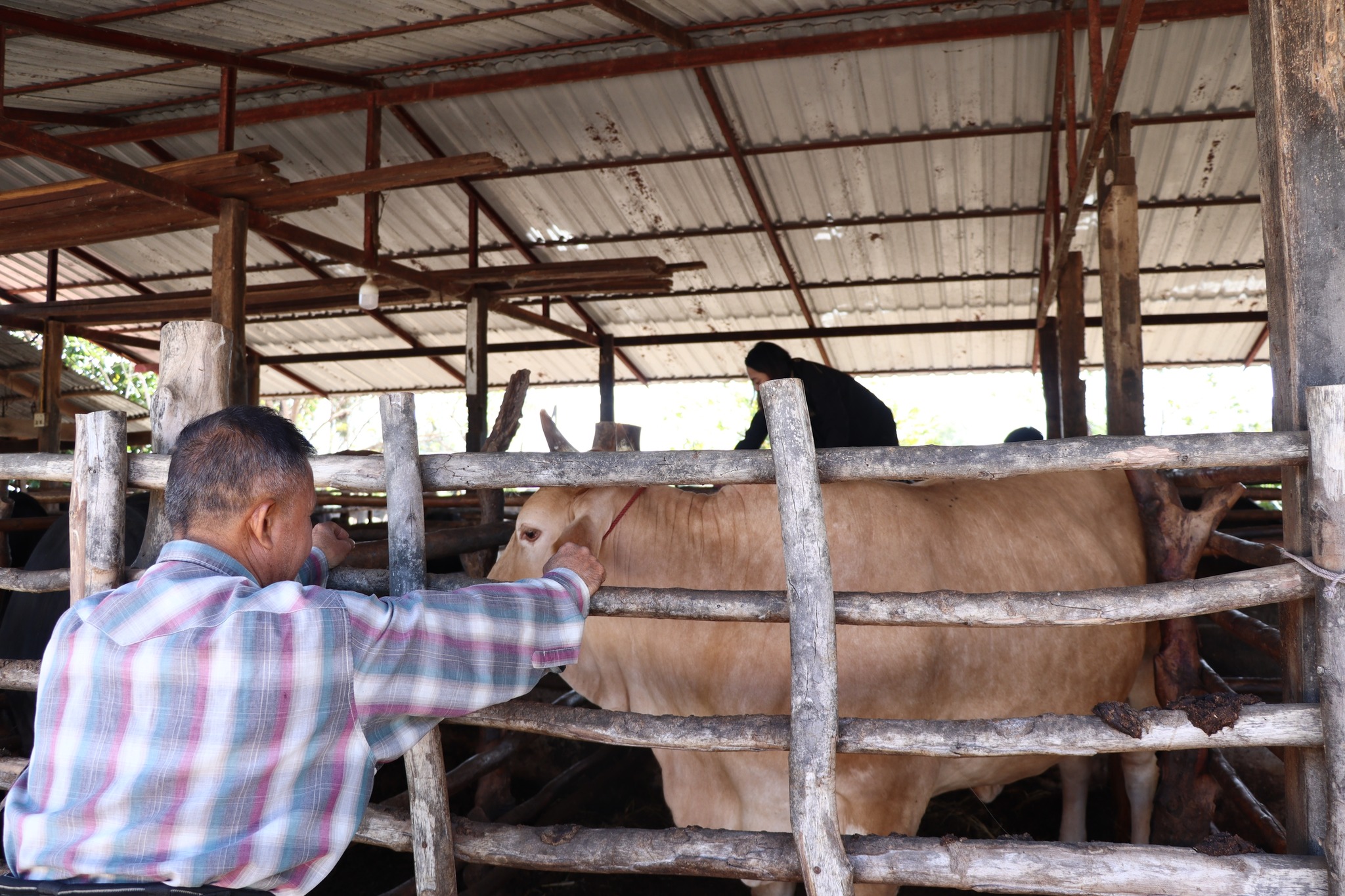 title - กพก. ติดตามผลการดำเนินงานของสมาชิกกลุ่มแปลงใหญ่โคขุน ม. 7 ต.หนองแหน อ.กุดชุม จ.ยโสธร